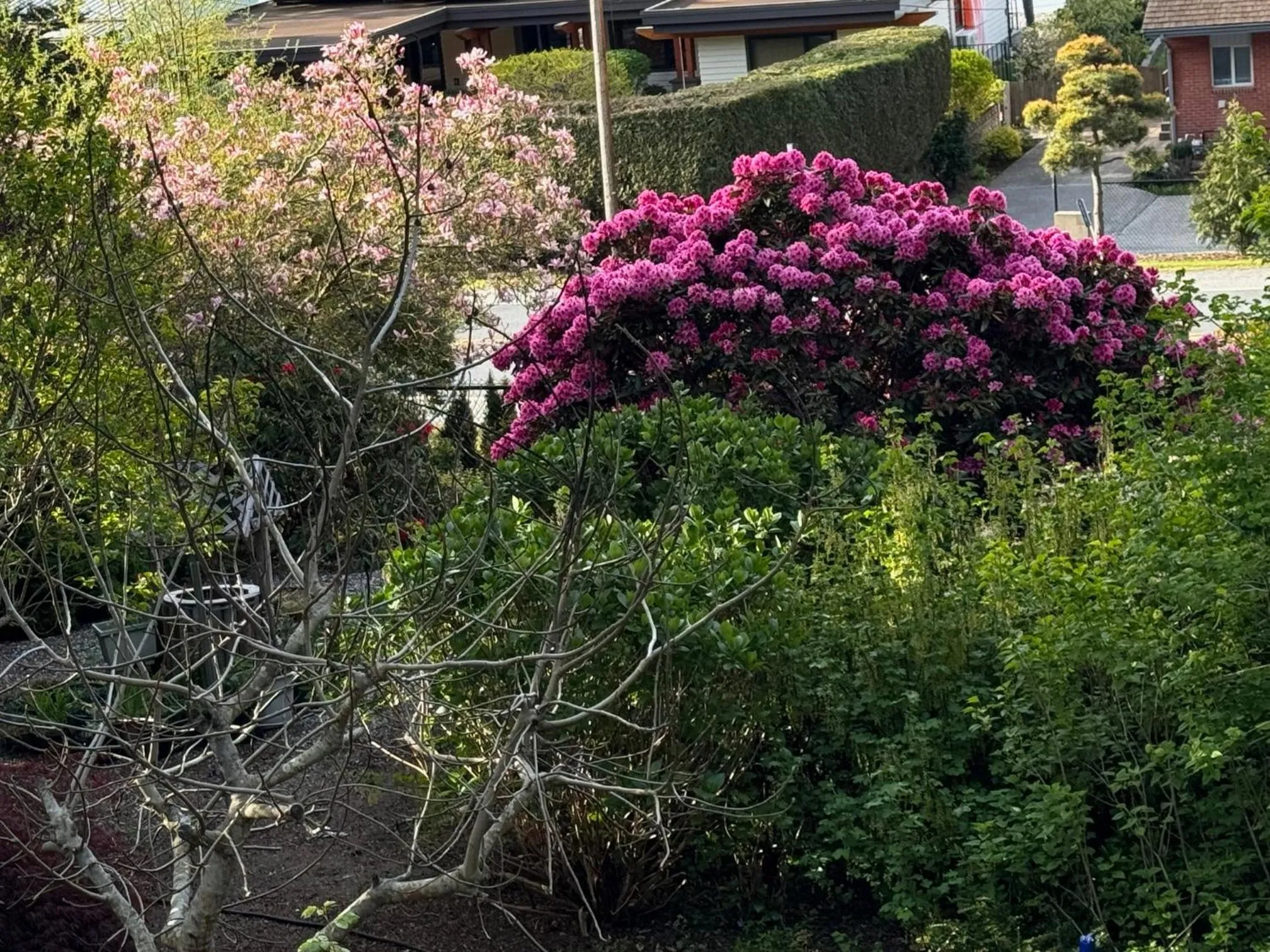 Spring in Garden Bridge House