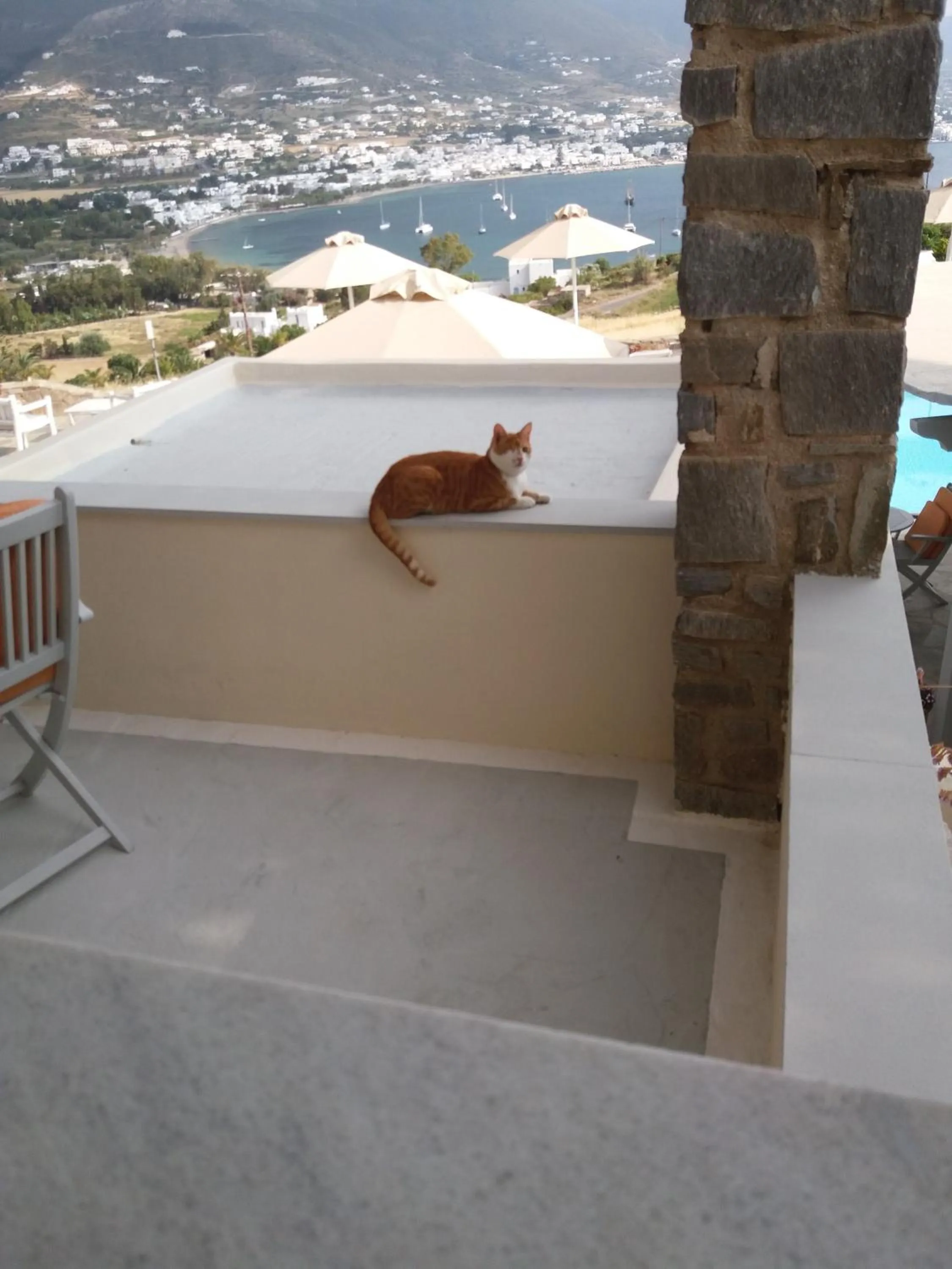 Pets in KrotiriBay adults