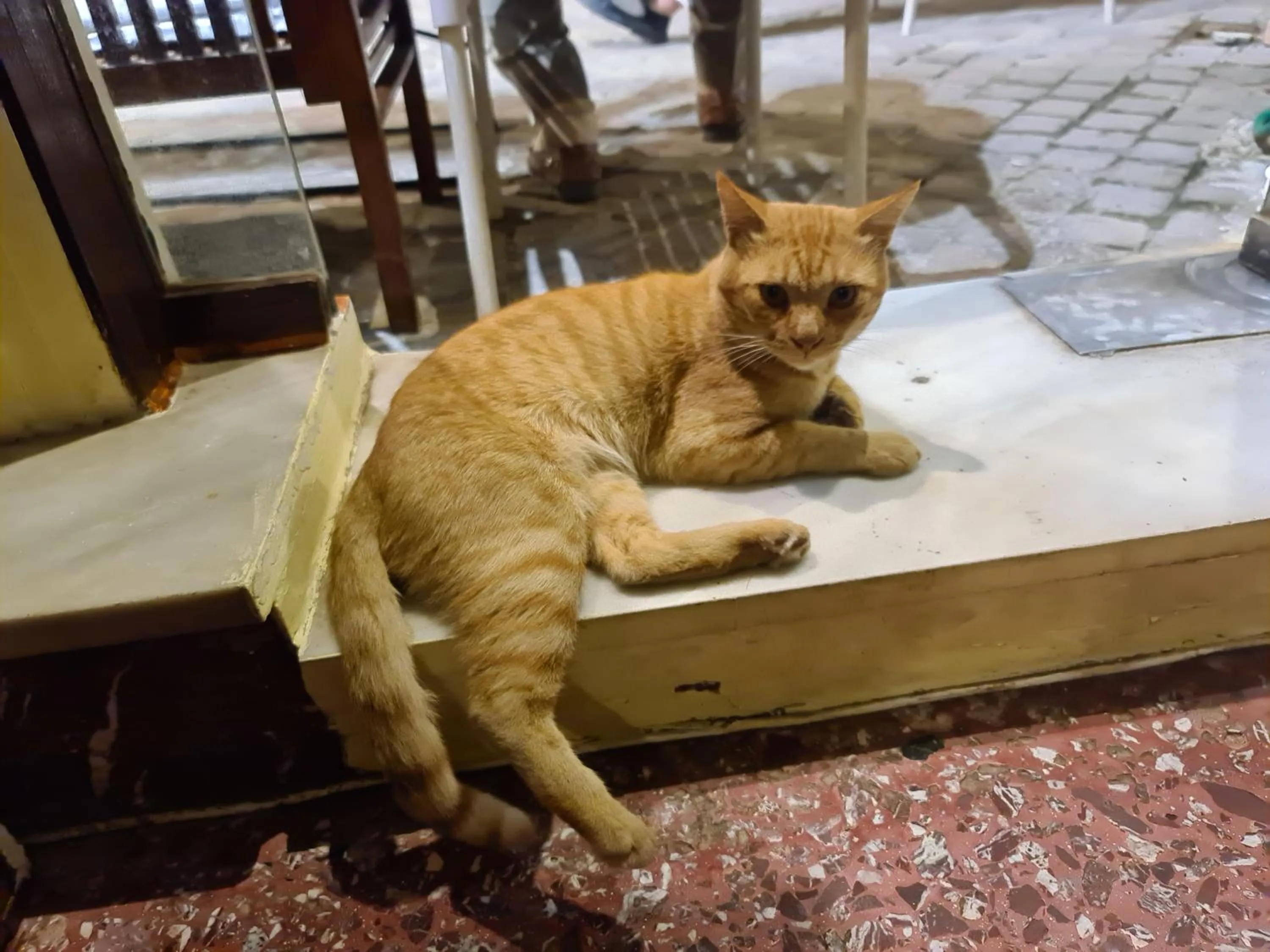 Pets in Nikolas Rooms