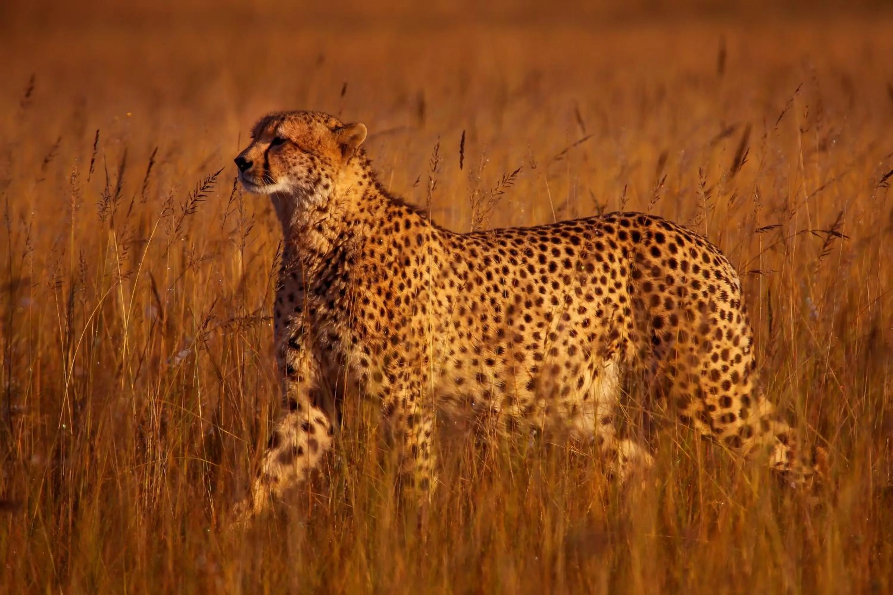 Animals in Founders Lodge by Mantis