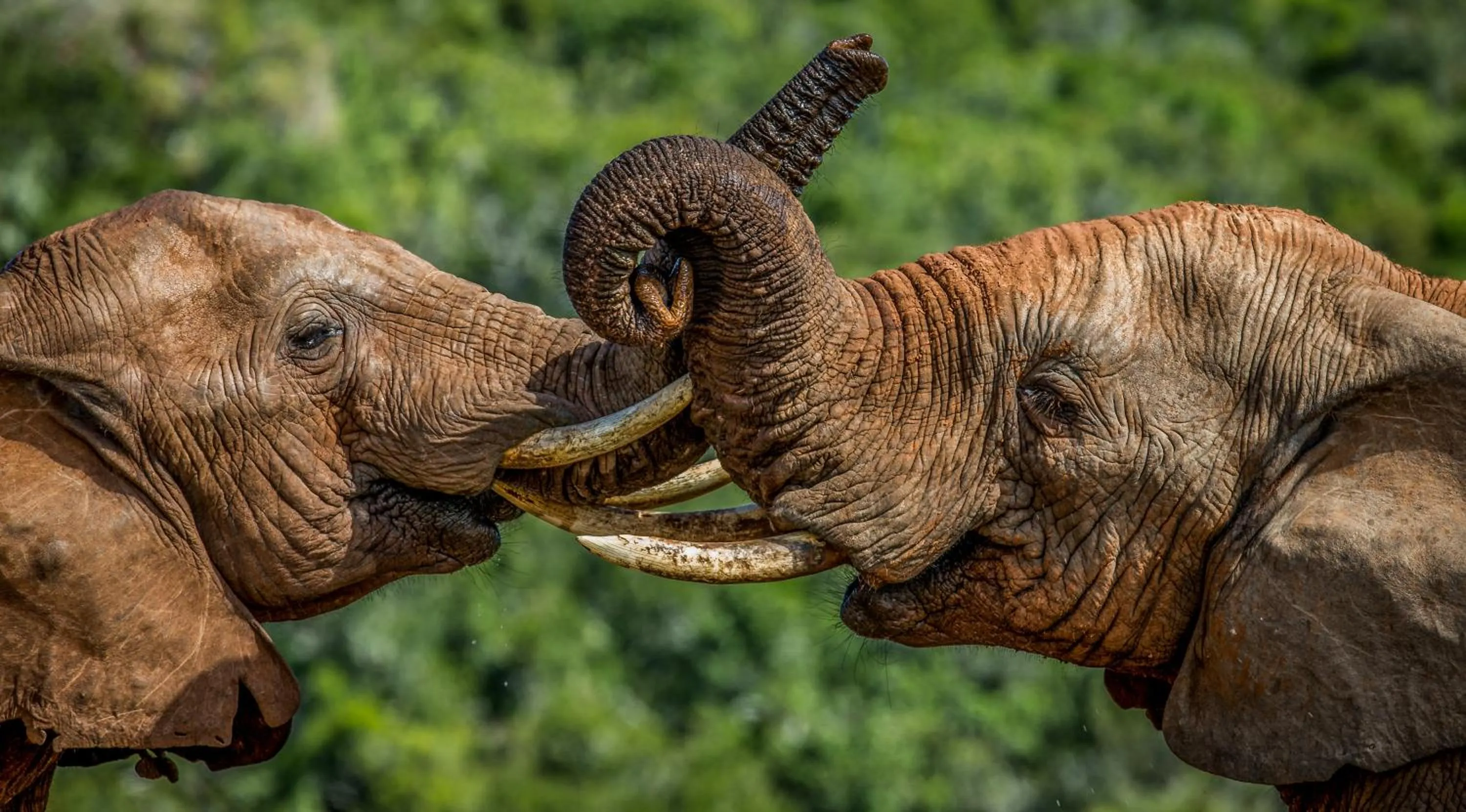 Animals in Founders Lodge by Mantis