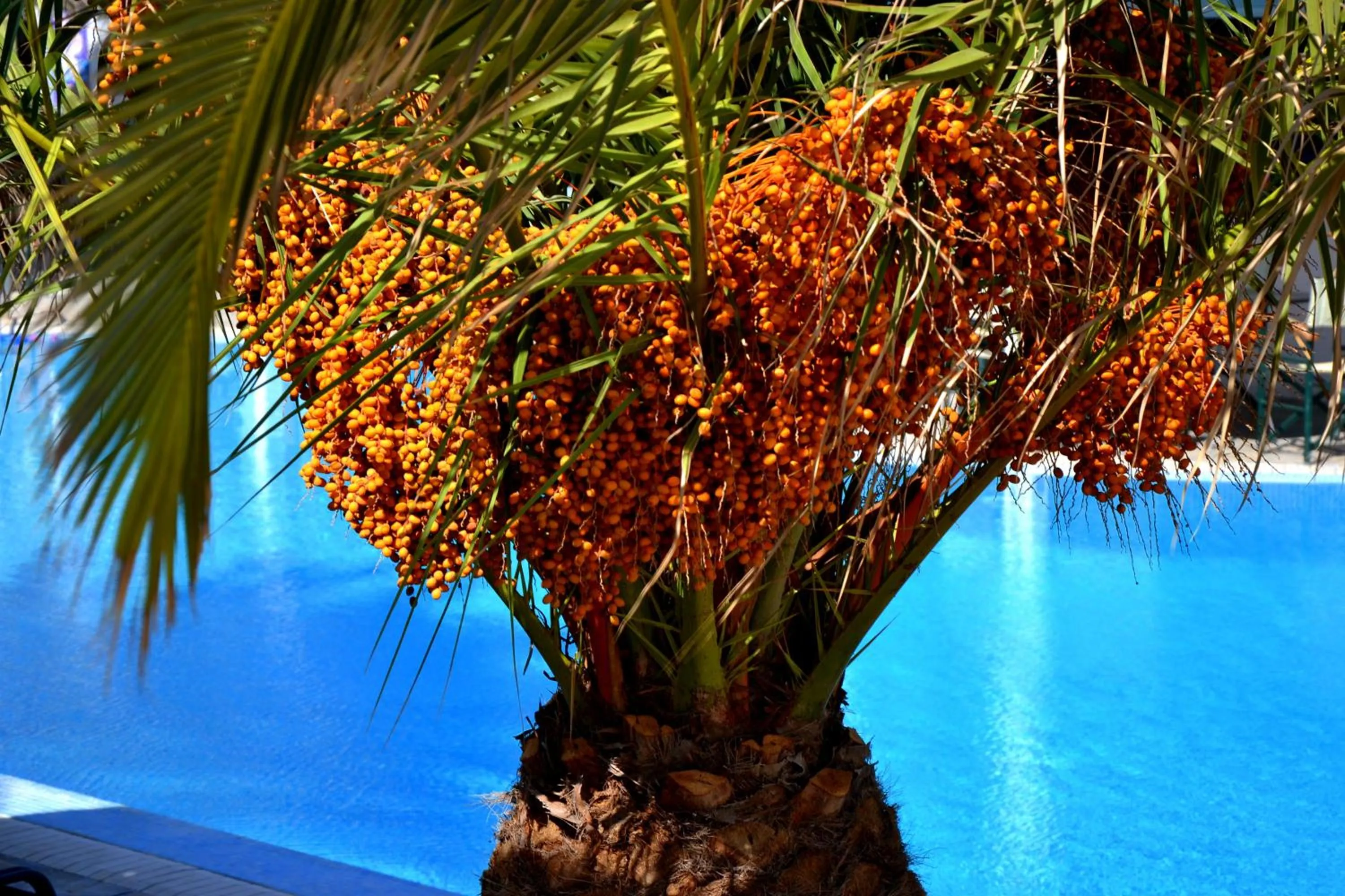 Swimming pool in Zephyros Hotel