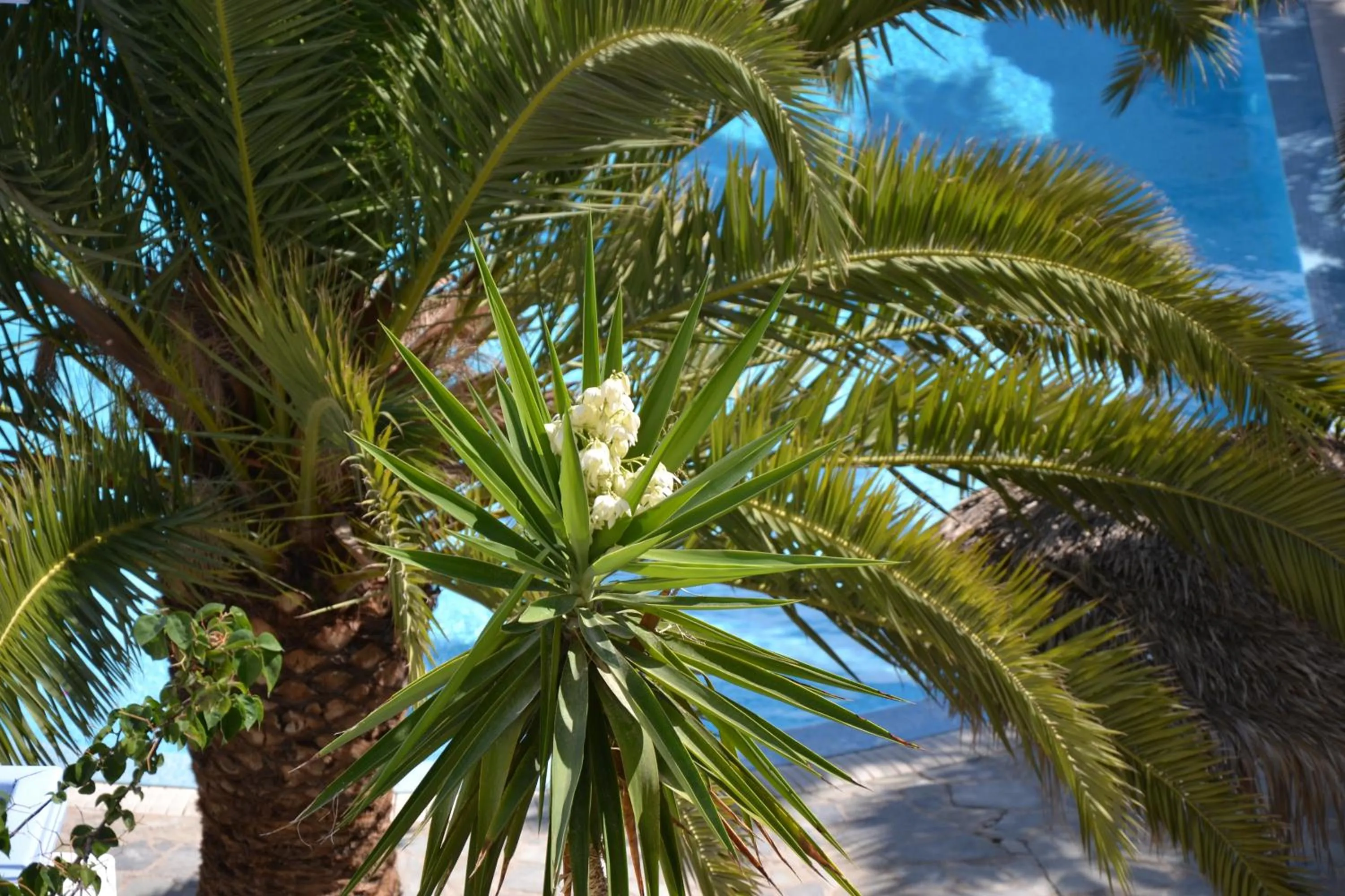 Swimming pool in Zephyros Hotel