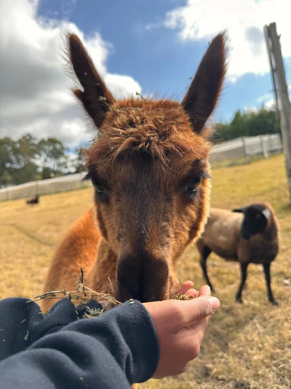 Blueberry Hills On Comleroy Farmstay - Self-Contained Cottages