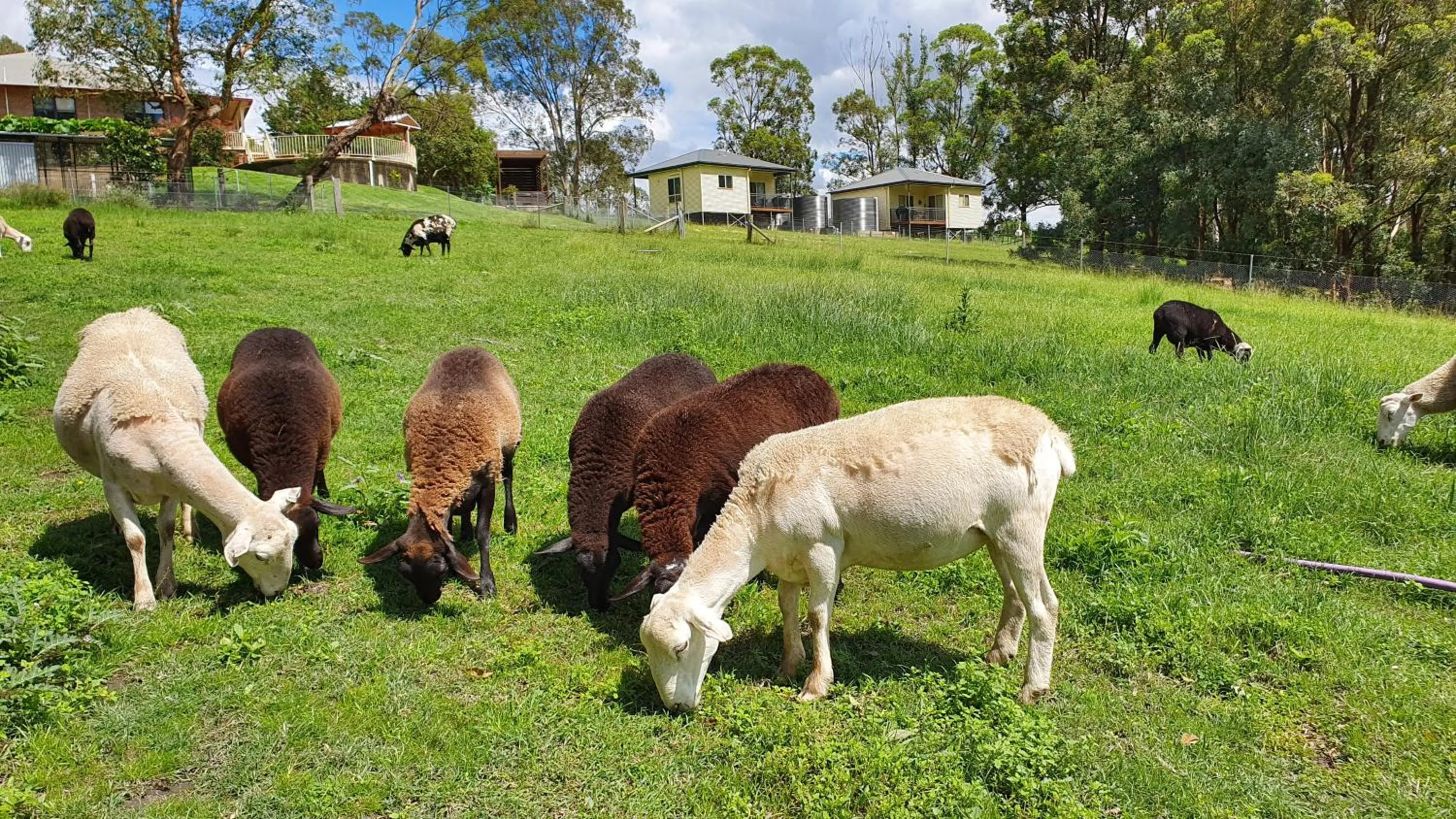 Day in Blueberry Hills On Comleroy Farmstay - Self-Contained Cottages