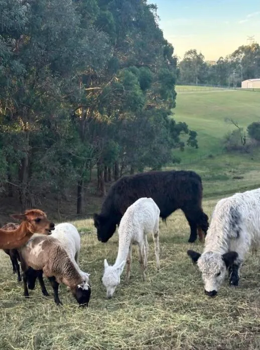 Blueberry Hills On Comleroy Farmstay - Self-Contained Cottages