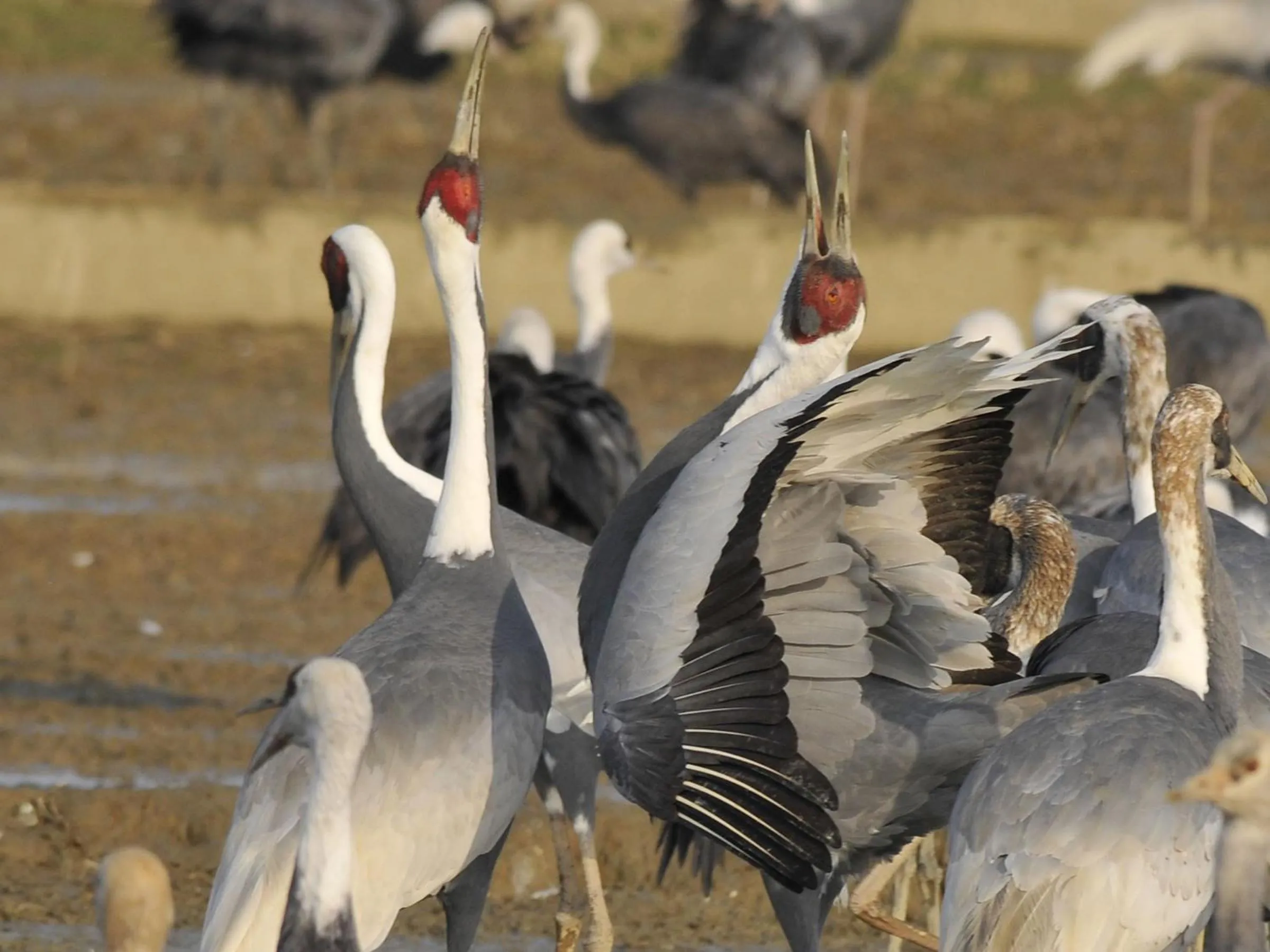 Other in KOKO STAY Izumi - formerly Hotel Wing International Izumi