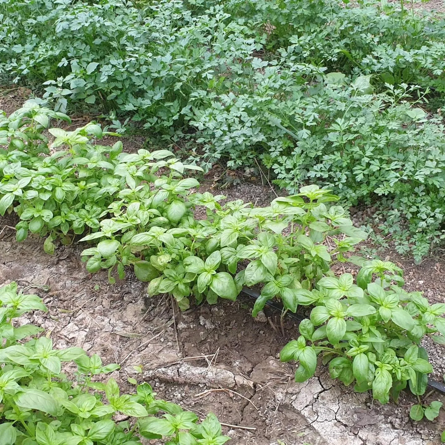 Resort San Nicola - Restaurant and Wellness Fitness