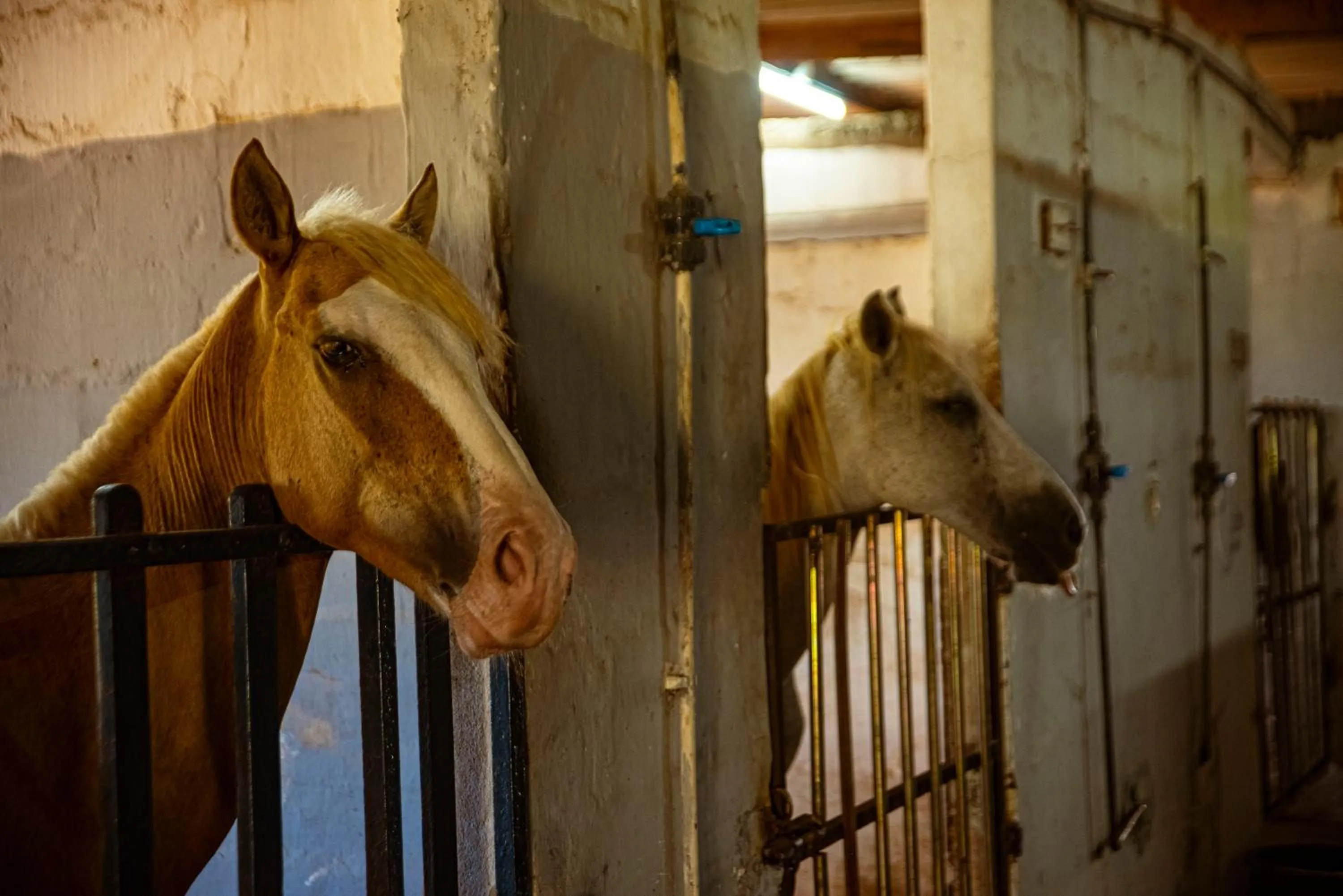 Horse-riding in Hôtel Sarakawa