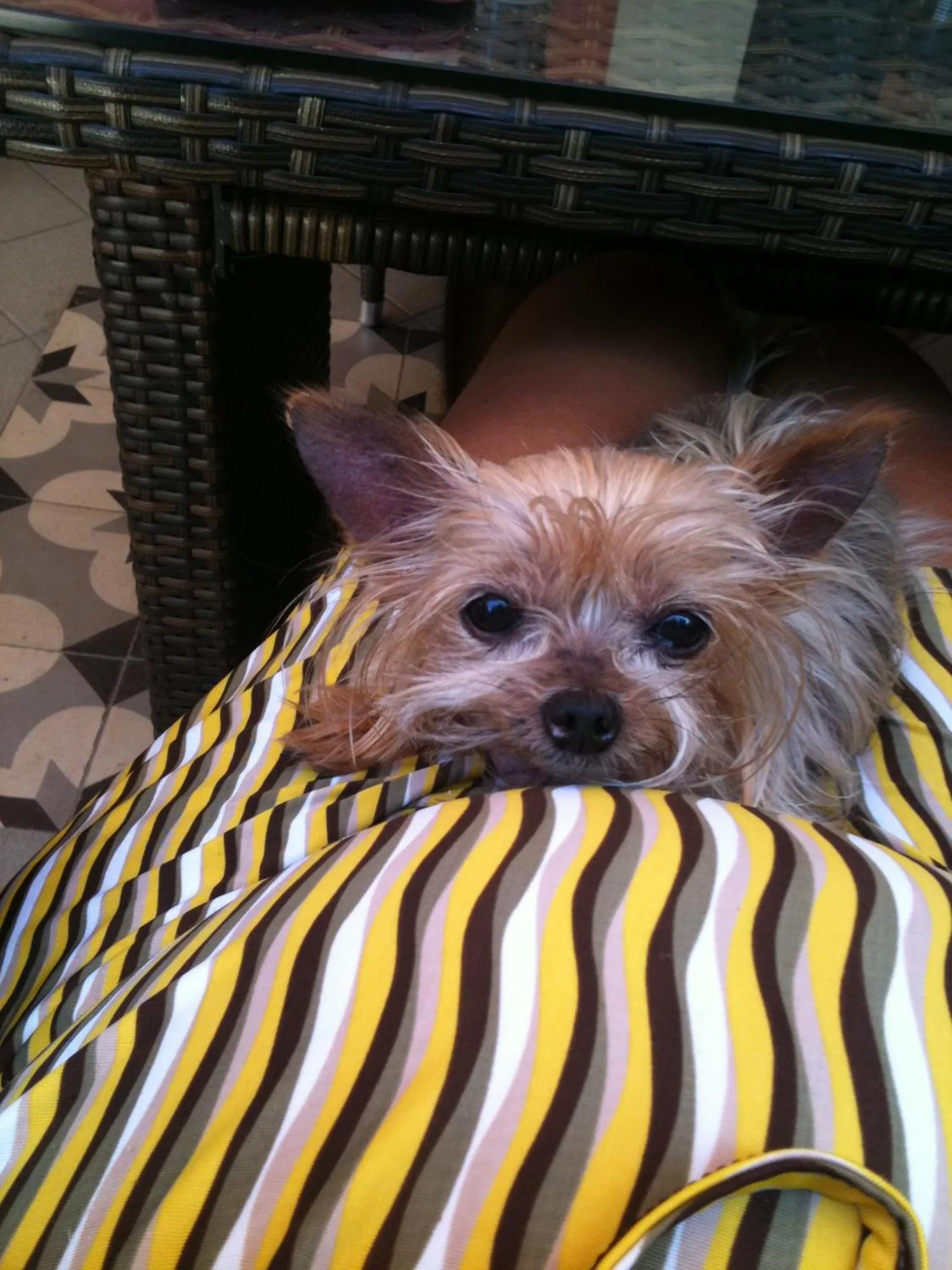 Pets in Metohi Georgila