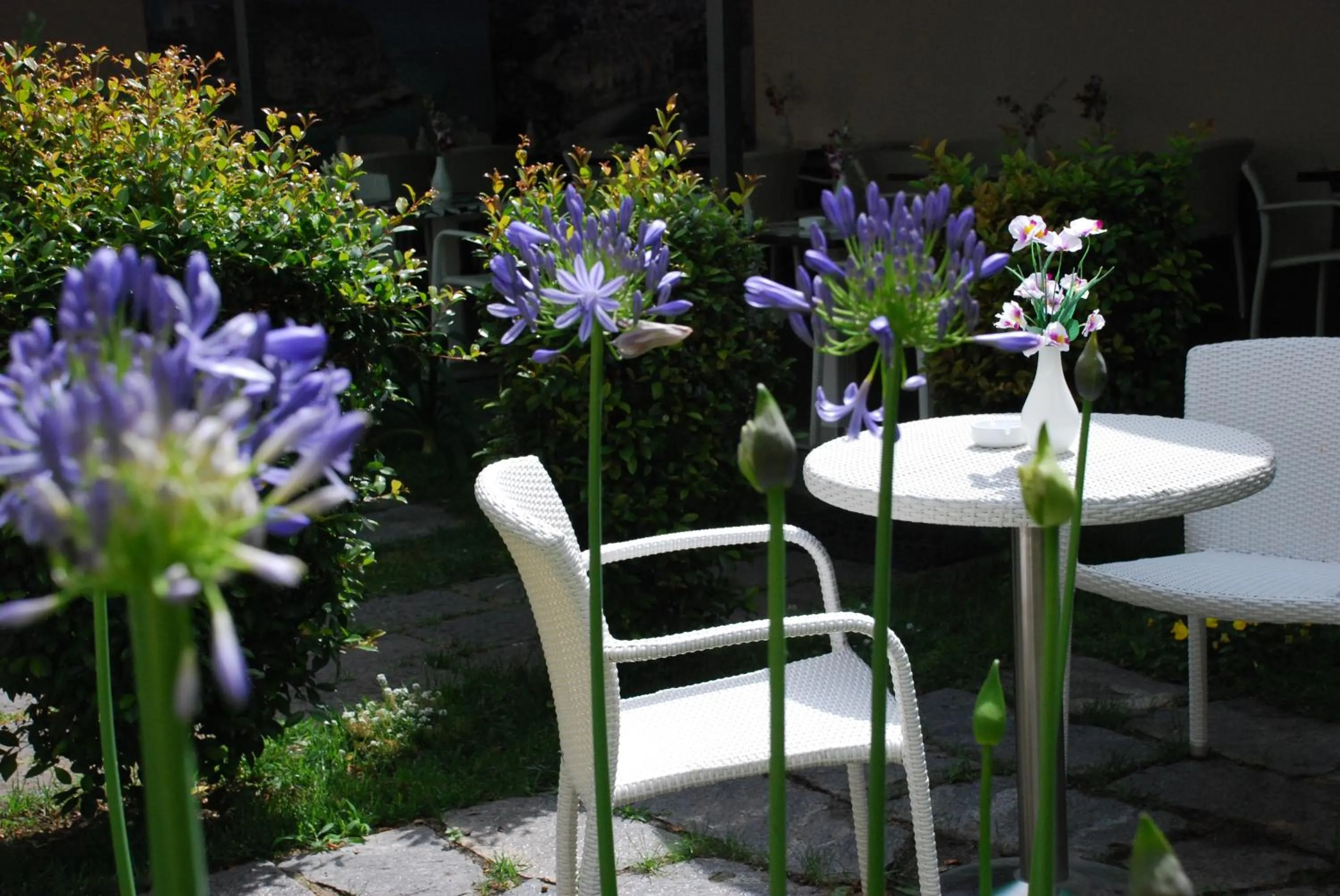 Pets in Villa Vittoria Tropea B&B