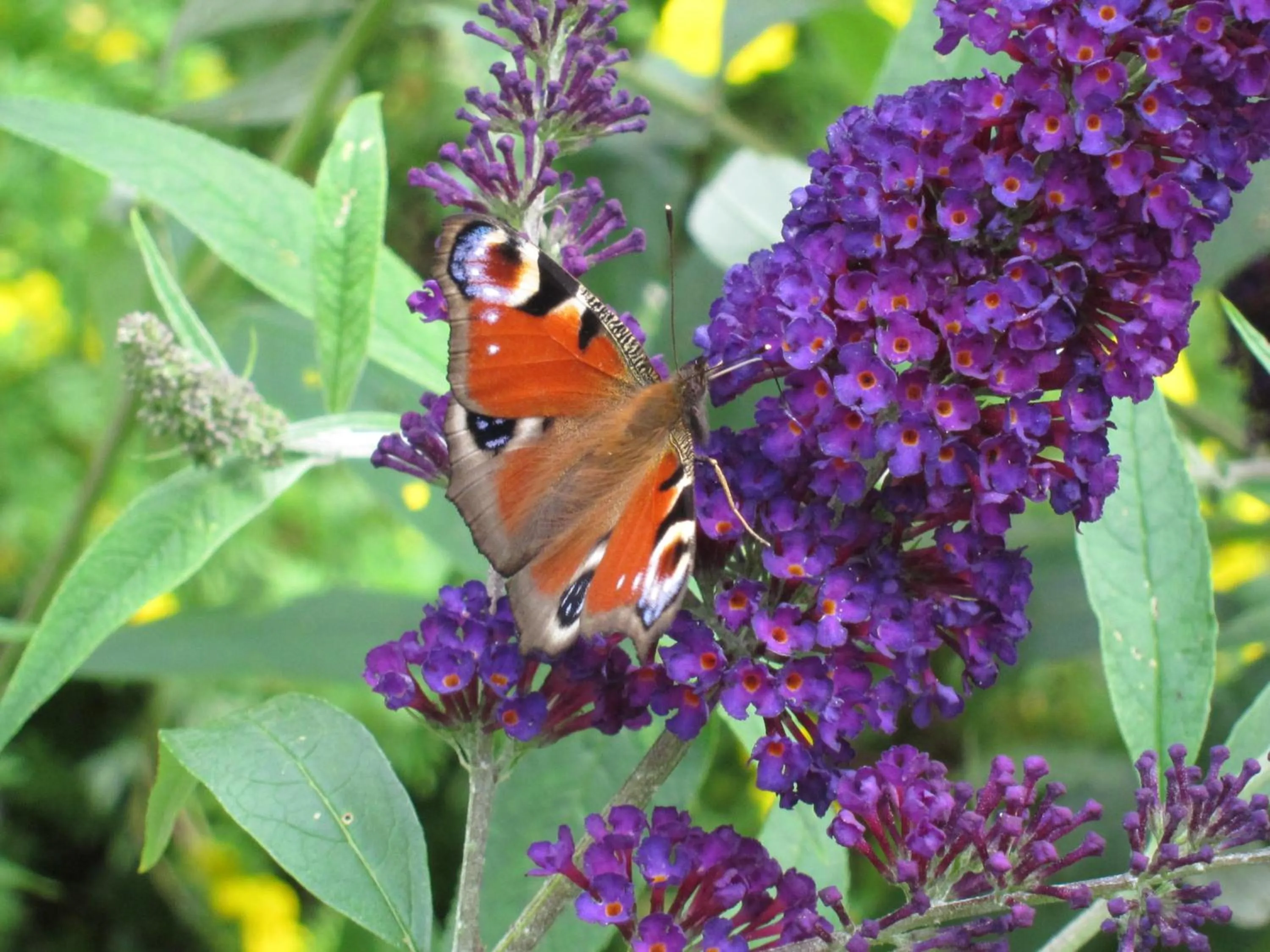 Spring in Provstegården Bed & Breakfast