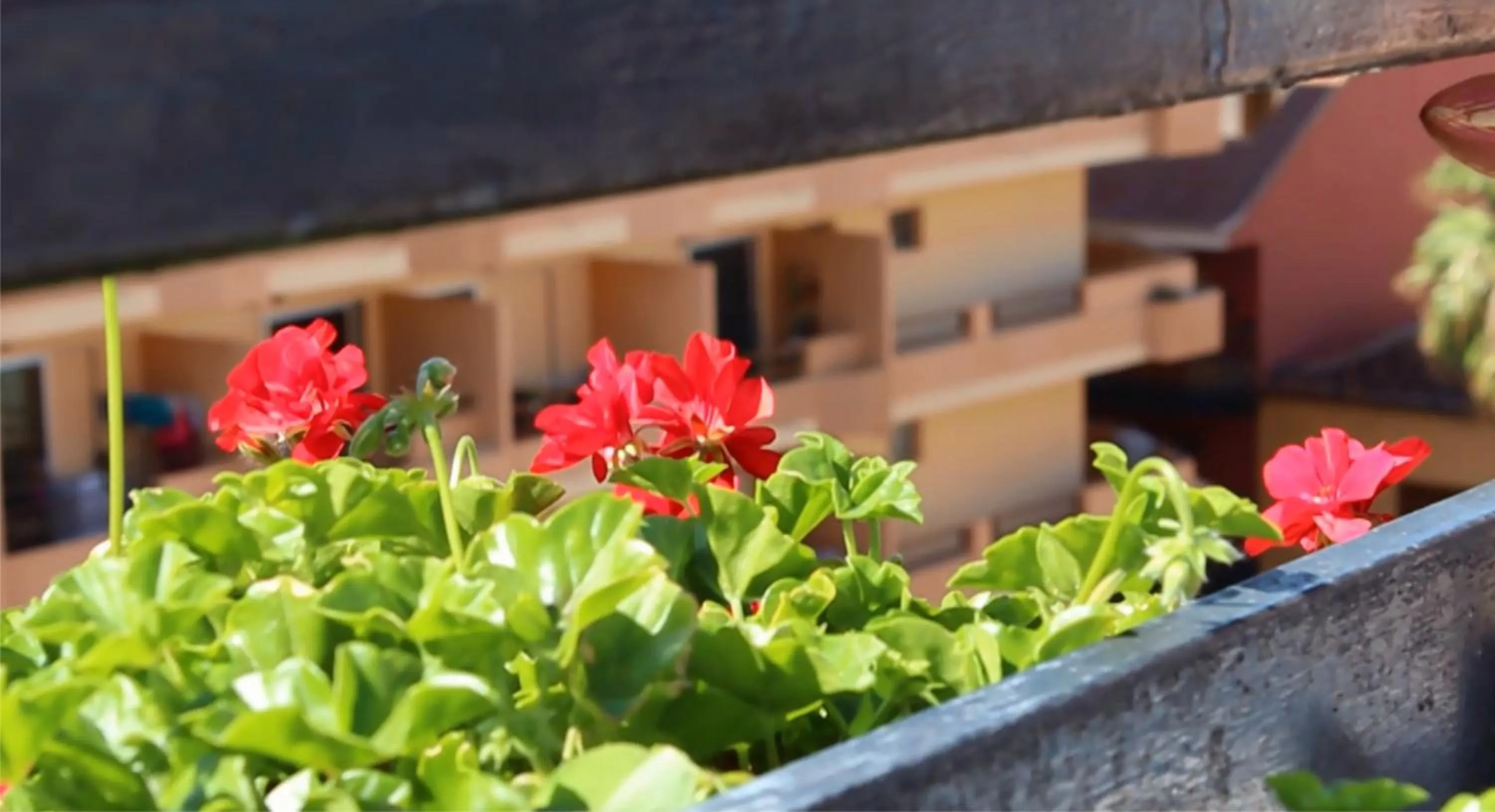 Balcony/Terrace in Apartamentos Park Plaza