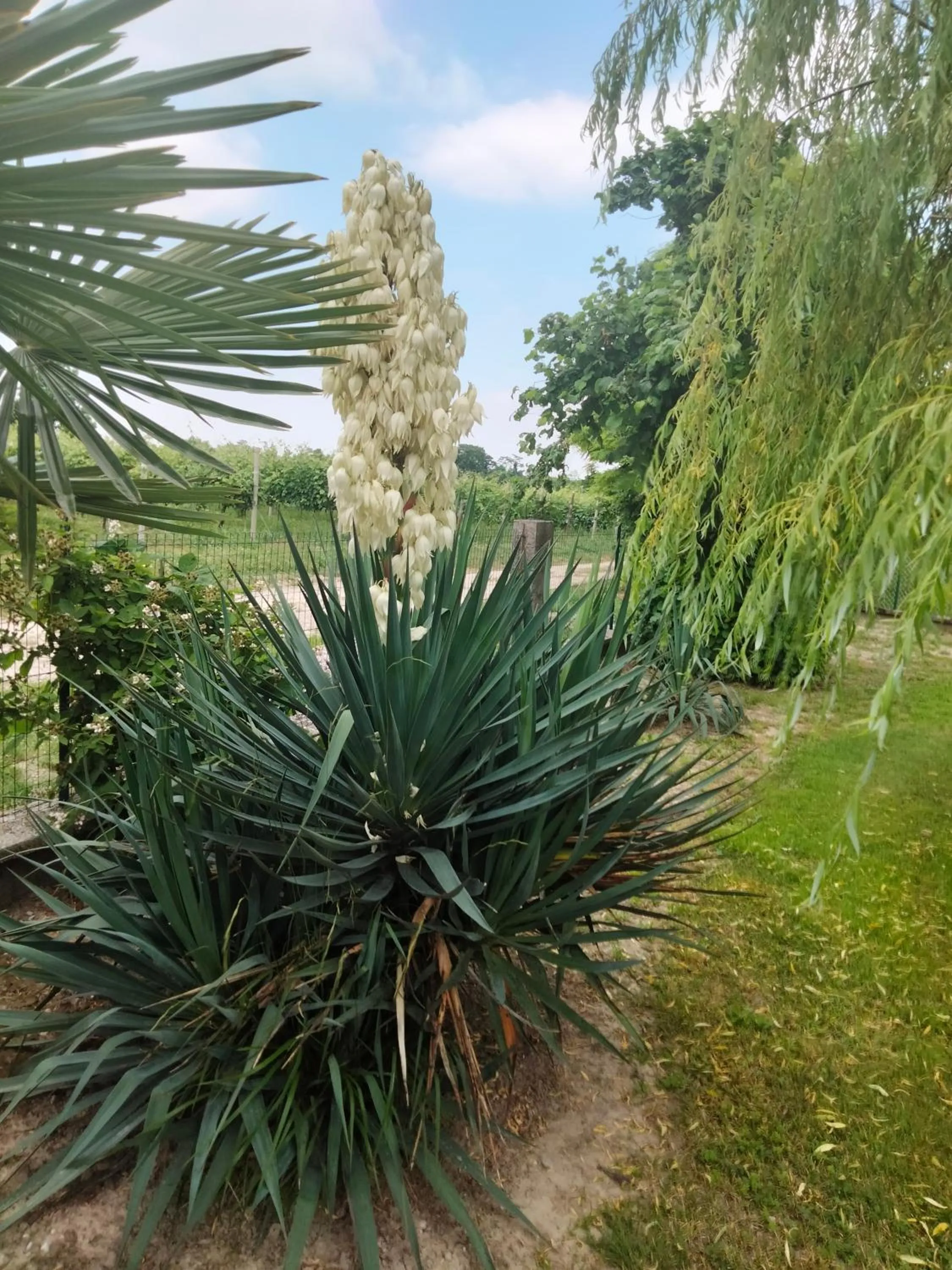 Natural landscape in Antico Borgo Leone