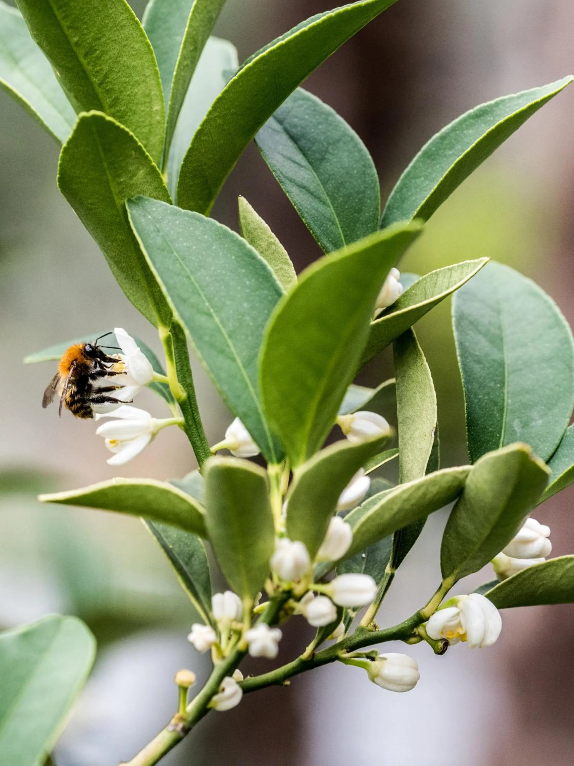 Decorative detail in Residence Casa Rosa