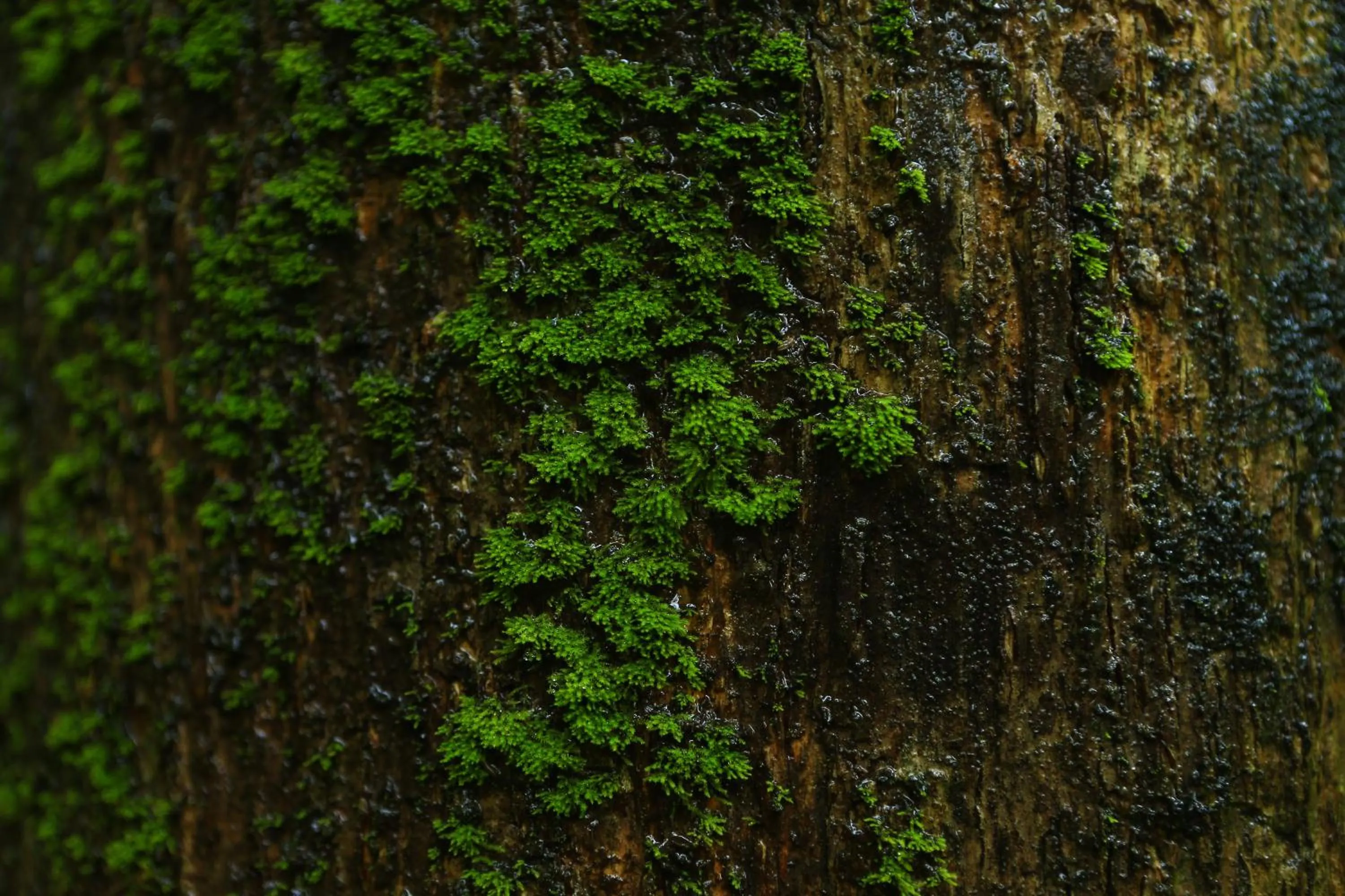 Natural landscape in Dew Drops Farm Resorts