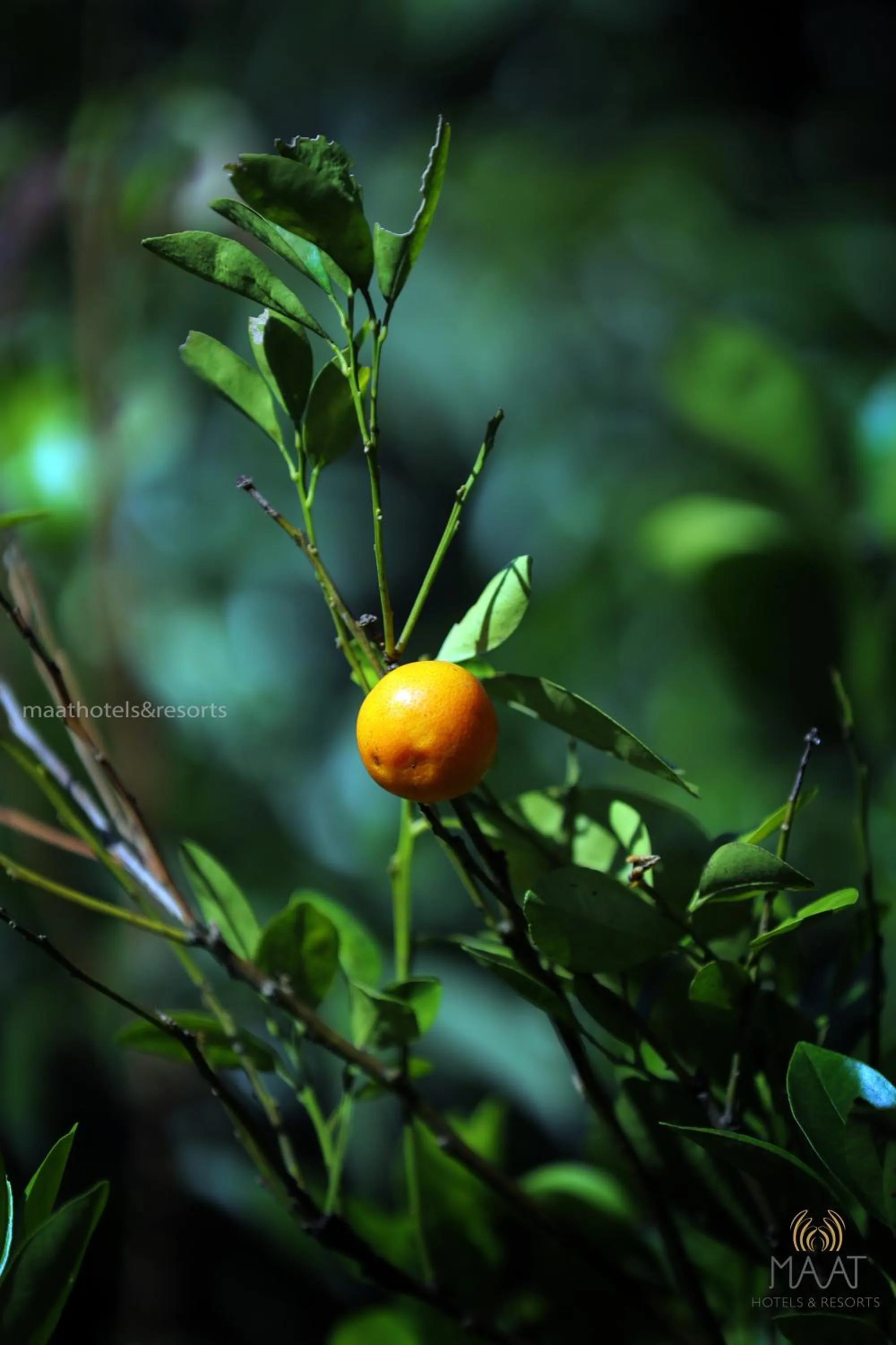 Day in Dew Drops Farm Resorts