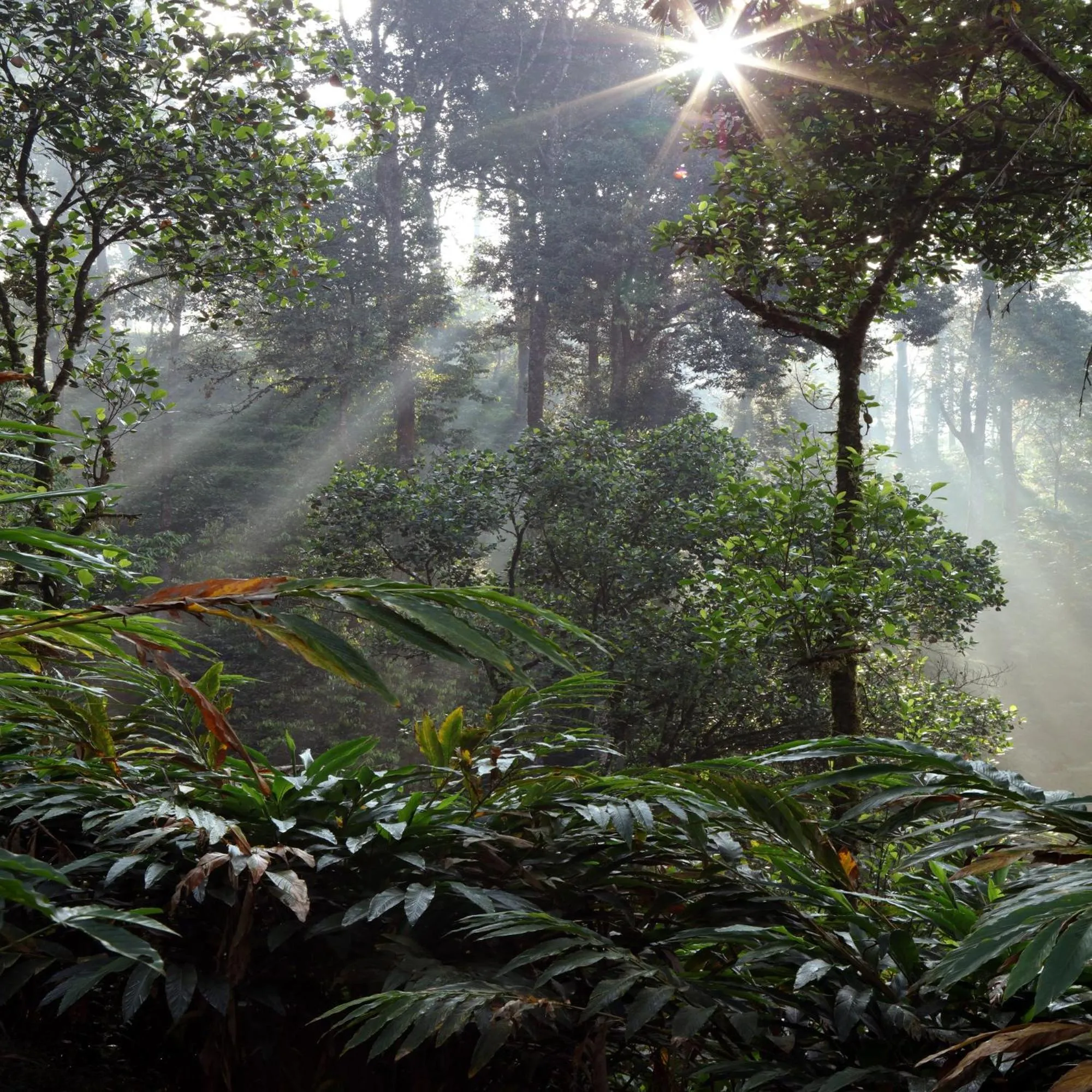 Garden in Dew Drops Farm Resorts