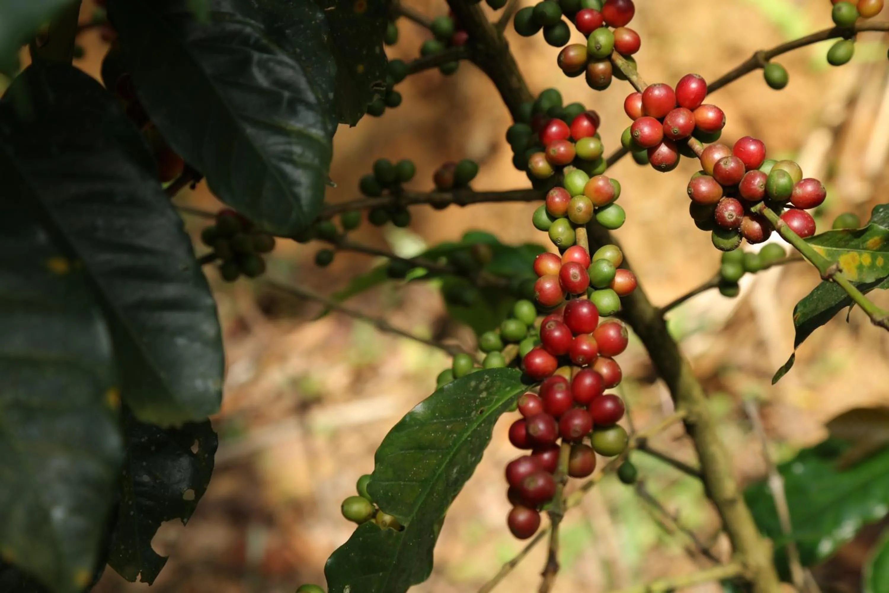 Garden in Dew Drops Farm Resorts