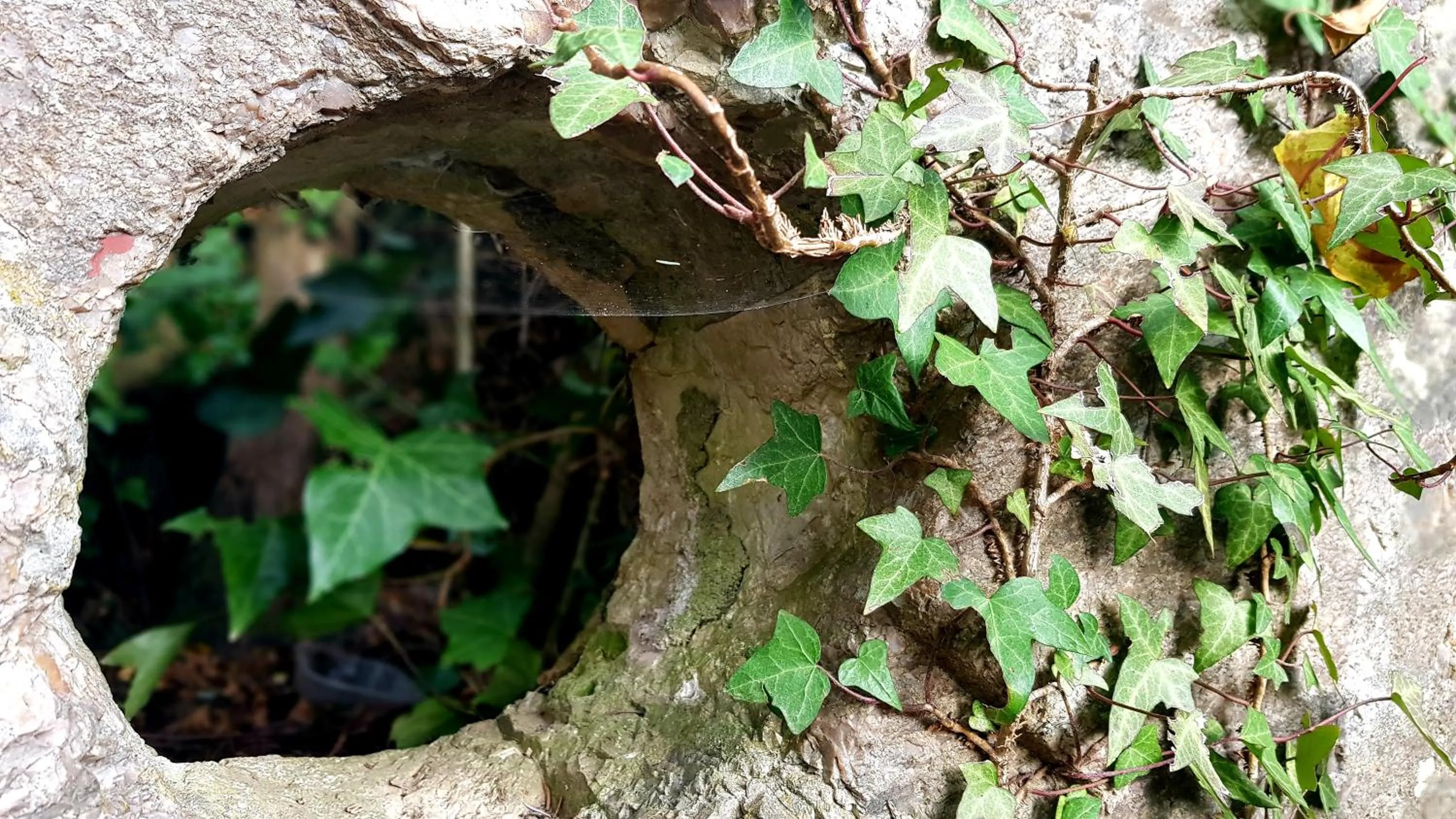 Garden in Hotel La Pace