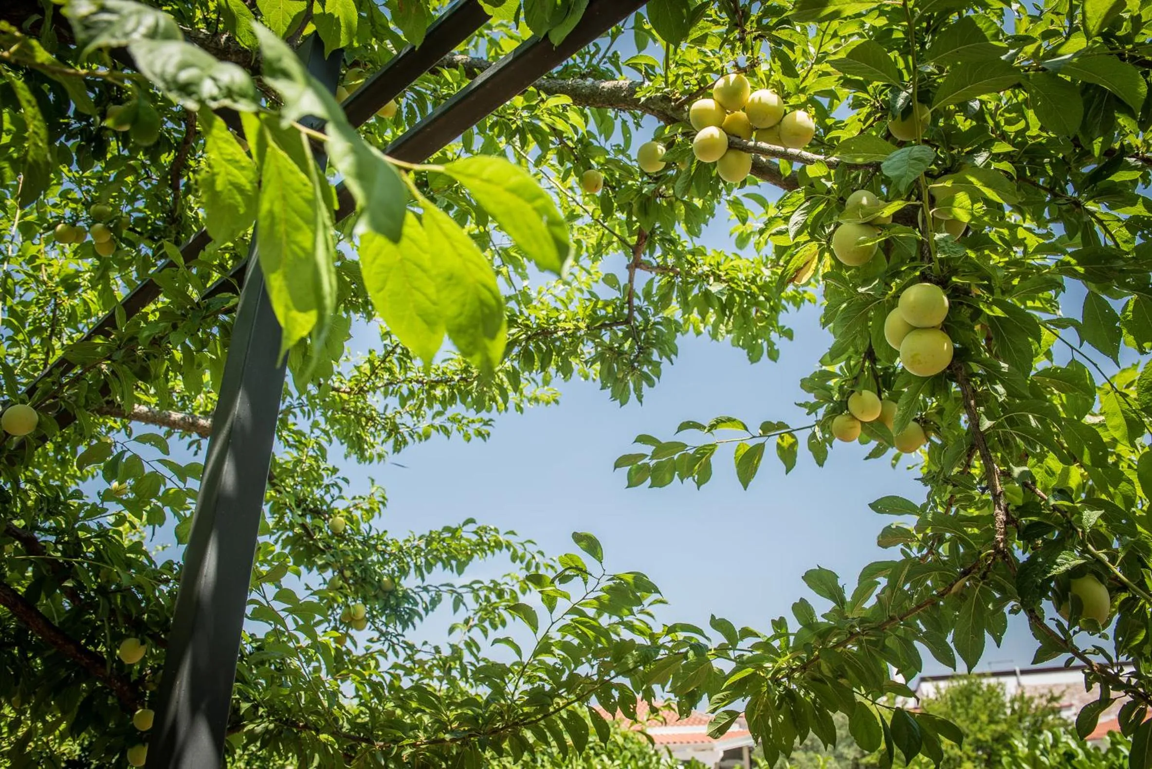 Garden in Agriturismo Salinola