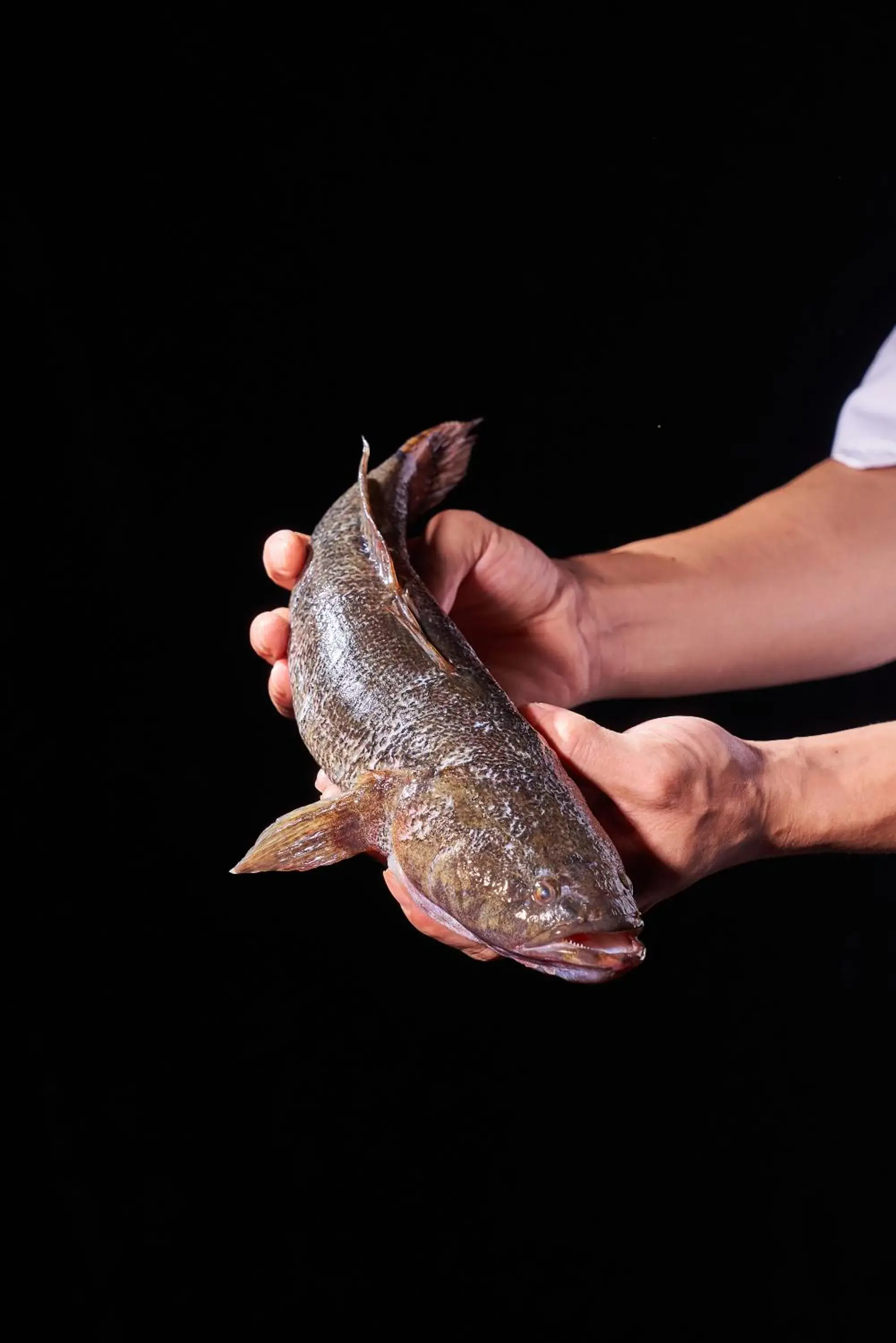 Restaurant/places to eat in Hilton Guangzhou Science City, Free Shuttle Bus during Canton Fair Restaurant/places to eat in Hilton Guangzhou Science City, Free Shuttle Bus during Canton Fair