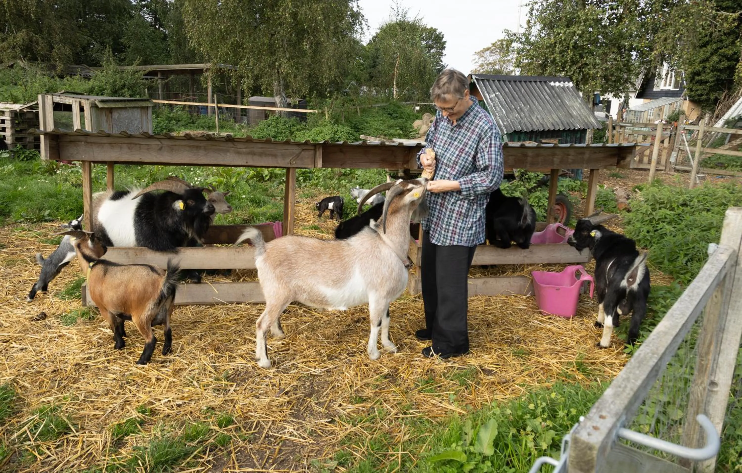 Animals in Skortskær Bondegårdsferie
