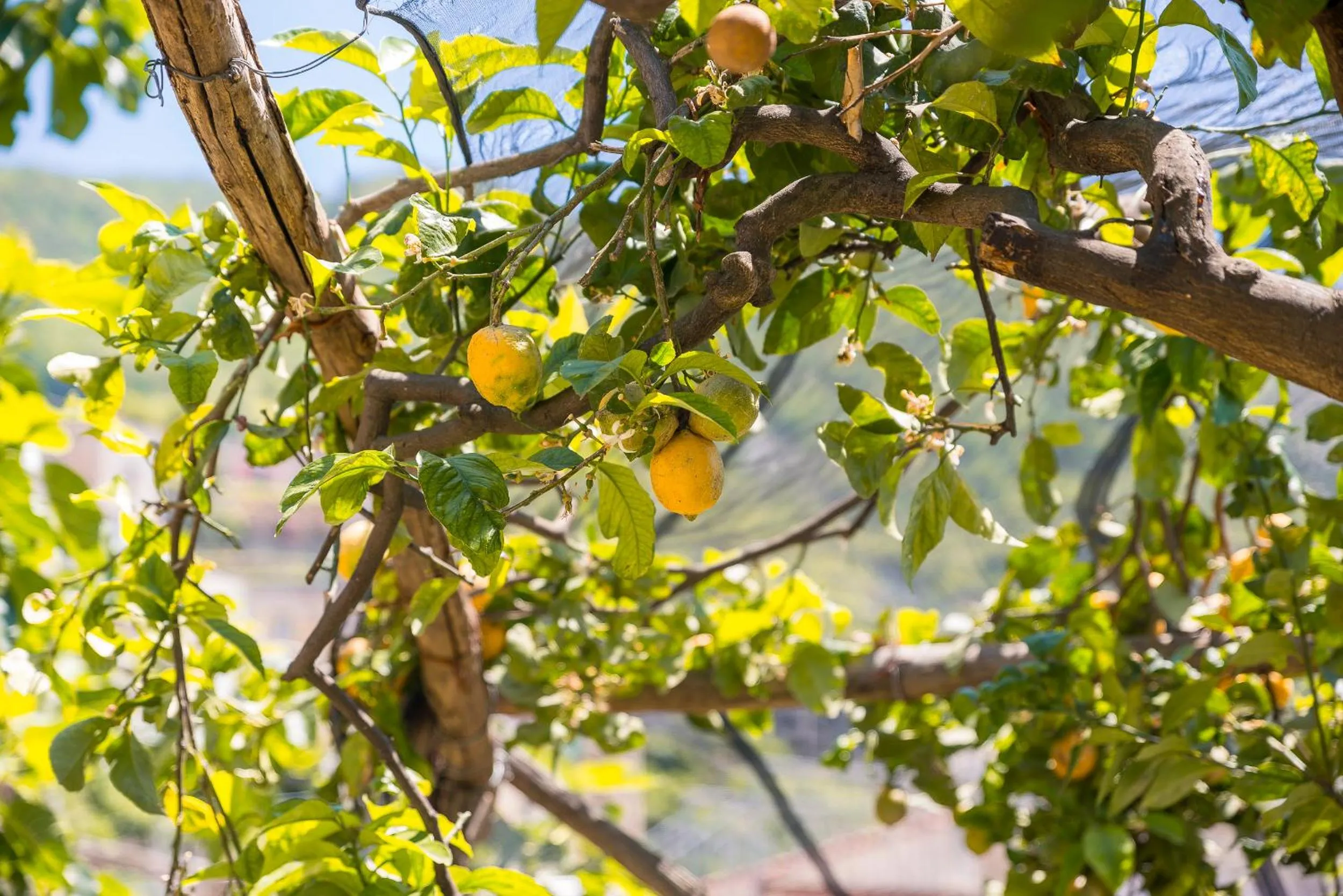Garden in Aquarius Maiori B&B