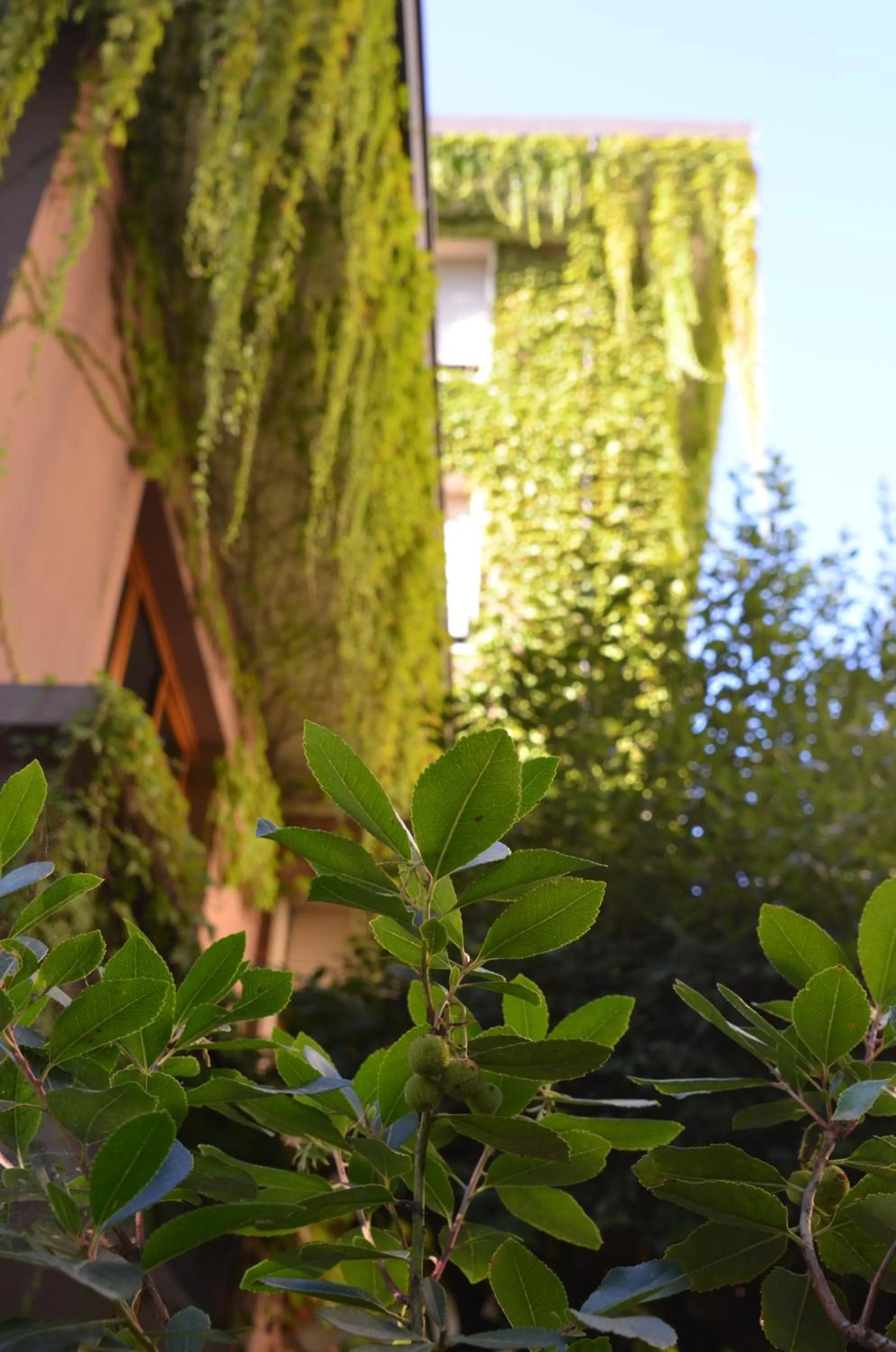 Garden in Hotel MariaLetizia