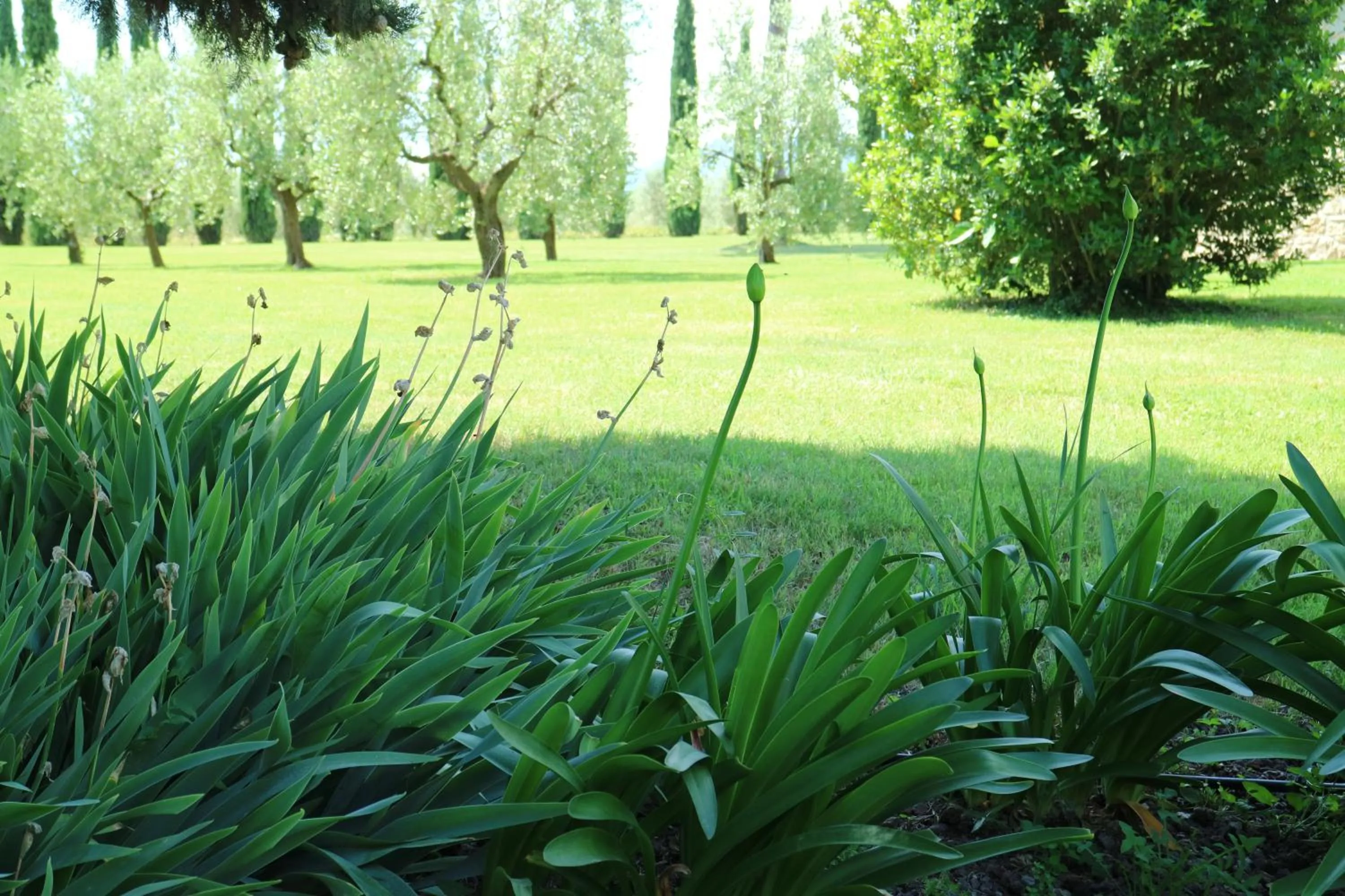 Garden in Agriturismo La Sovana