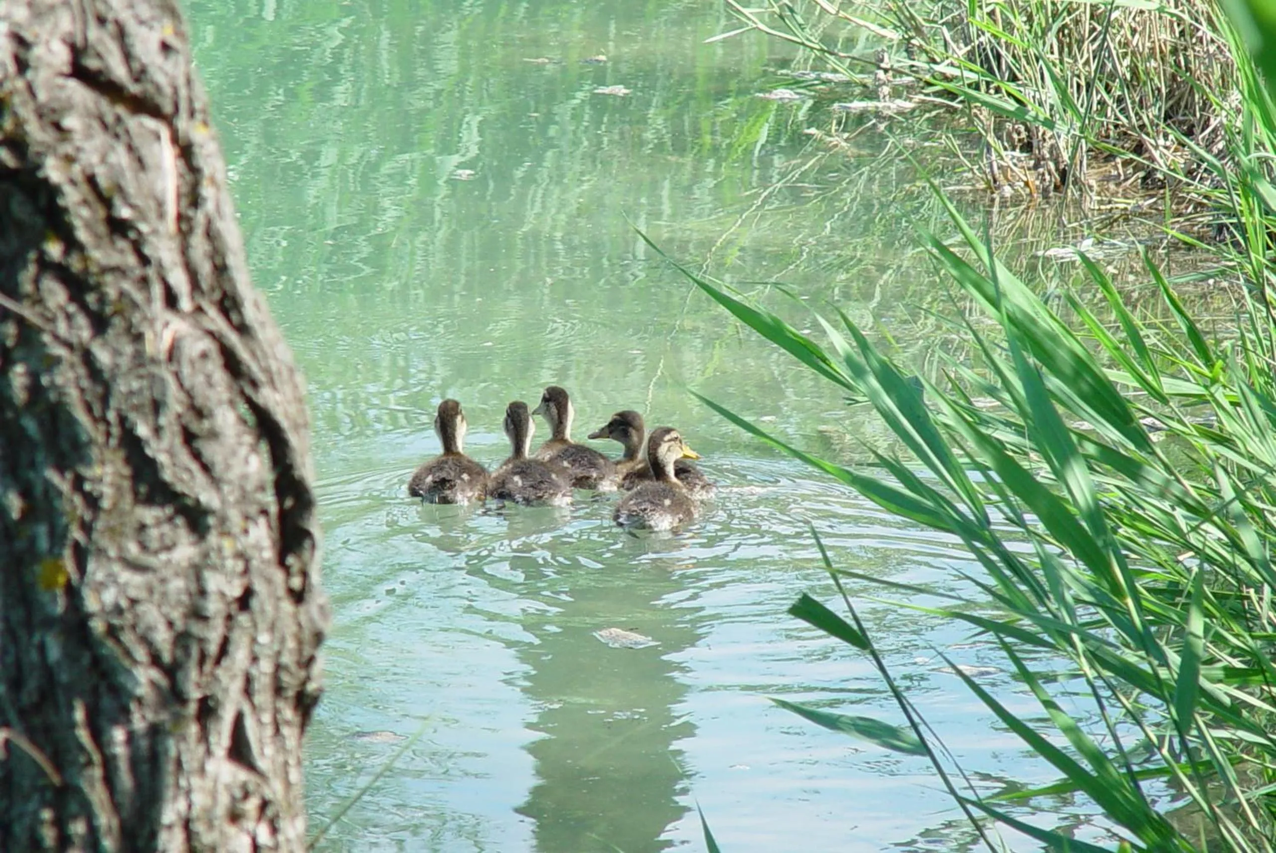 Day in Agriturismo La Sovana
