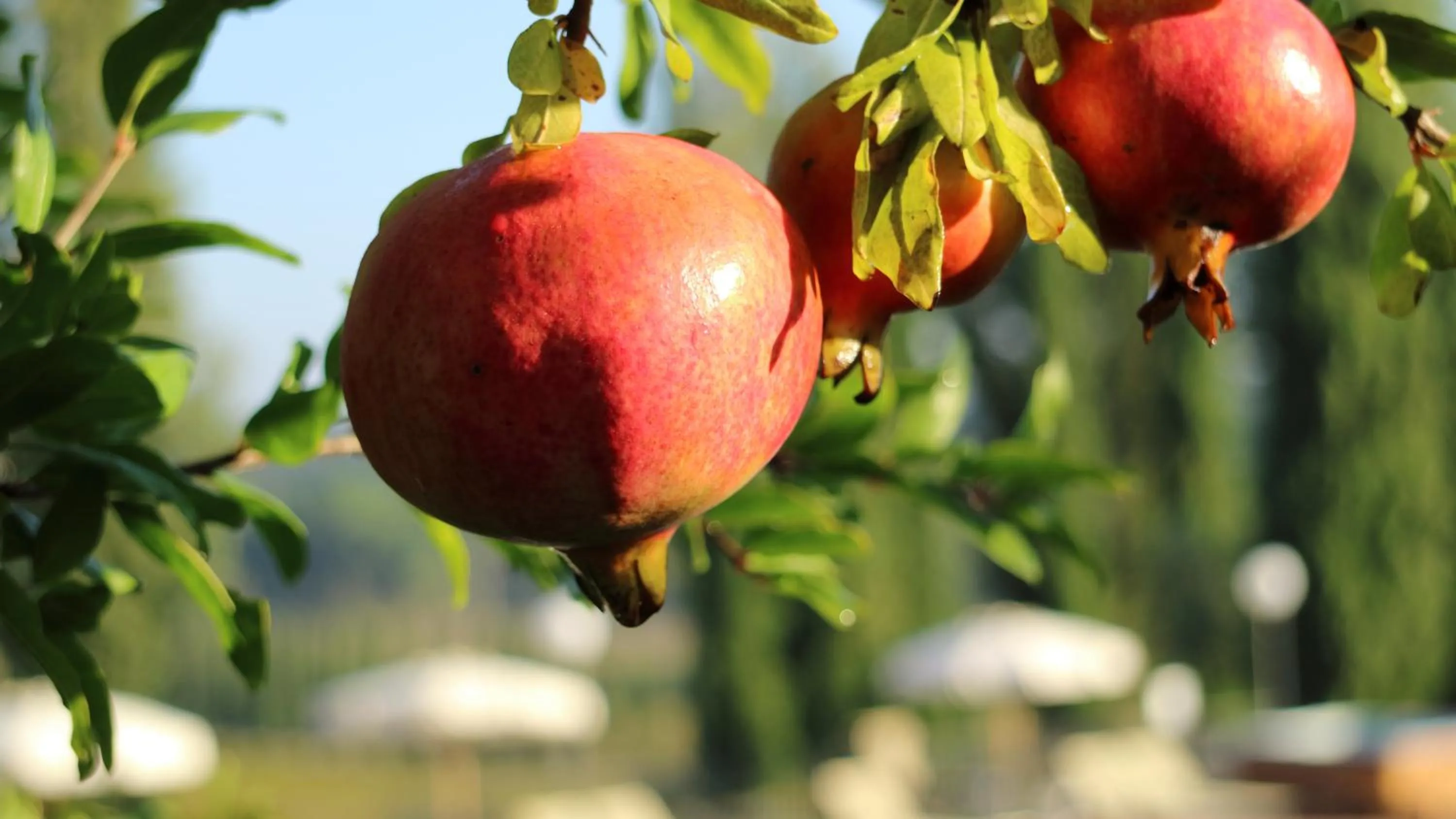 Garden in Agriturismo La Sovana