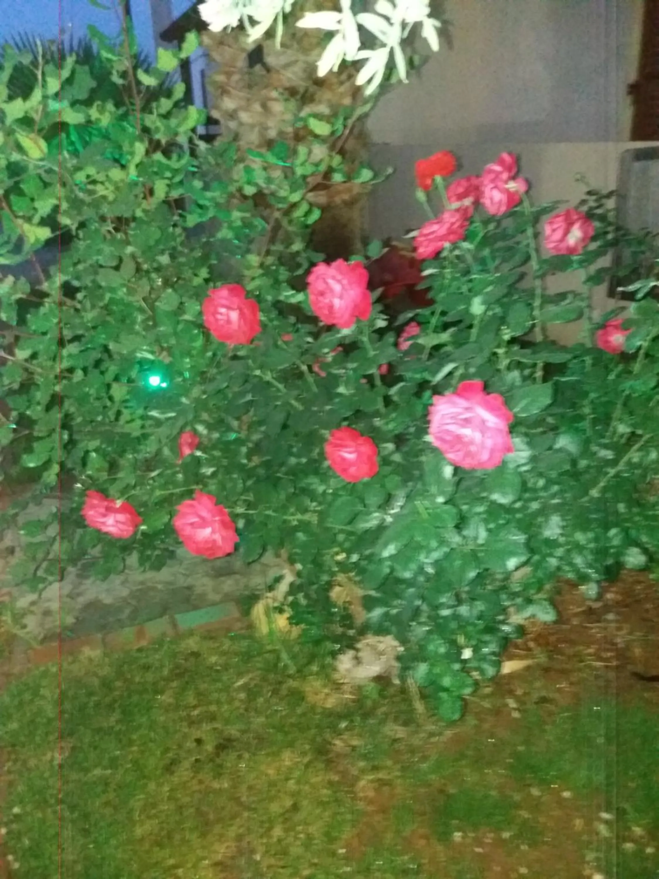 Lia Sofia Apartments