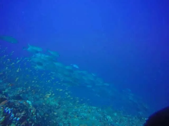Anilao Scuba Dive Center (ASDC)