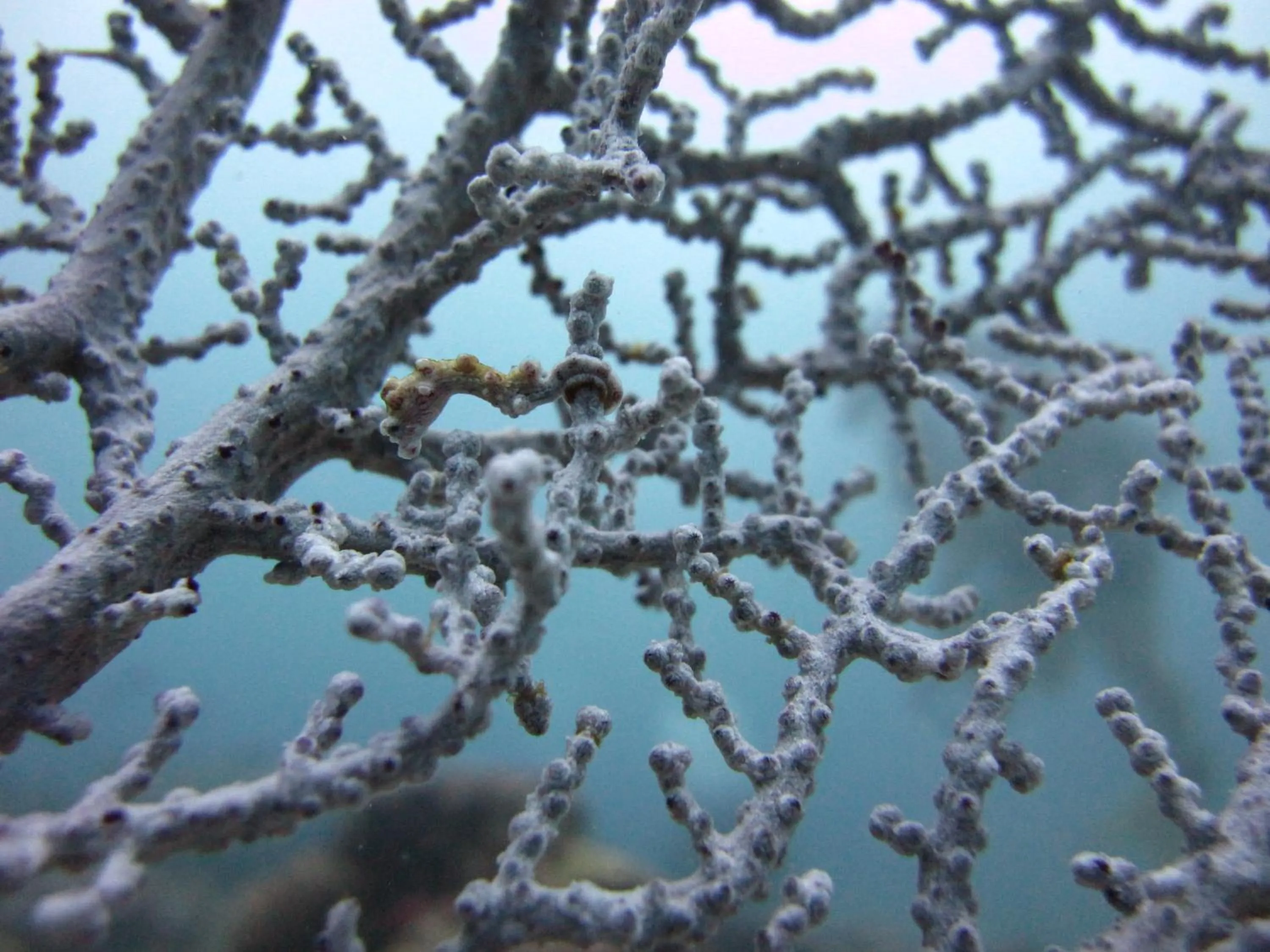Anilao Scuba Dive Center (ASDC)