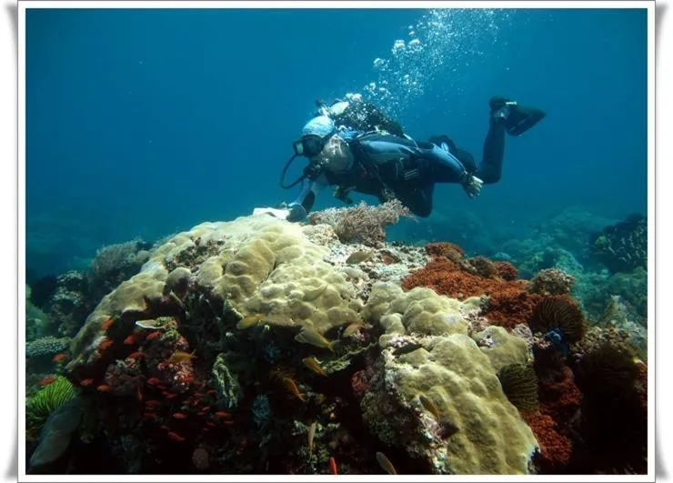 Anilao Scuba Dive Center (ASDC)