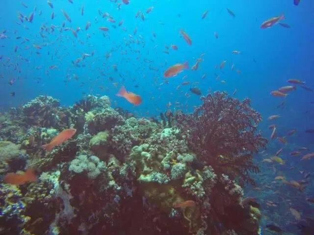 Anilao Scuba Dive Center (ASDC)