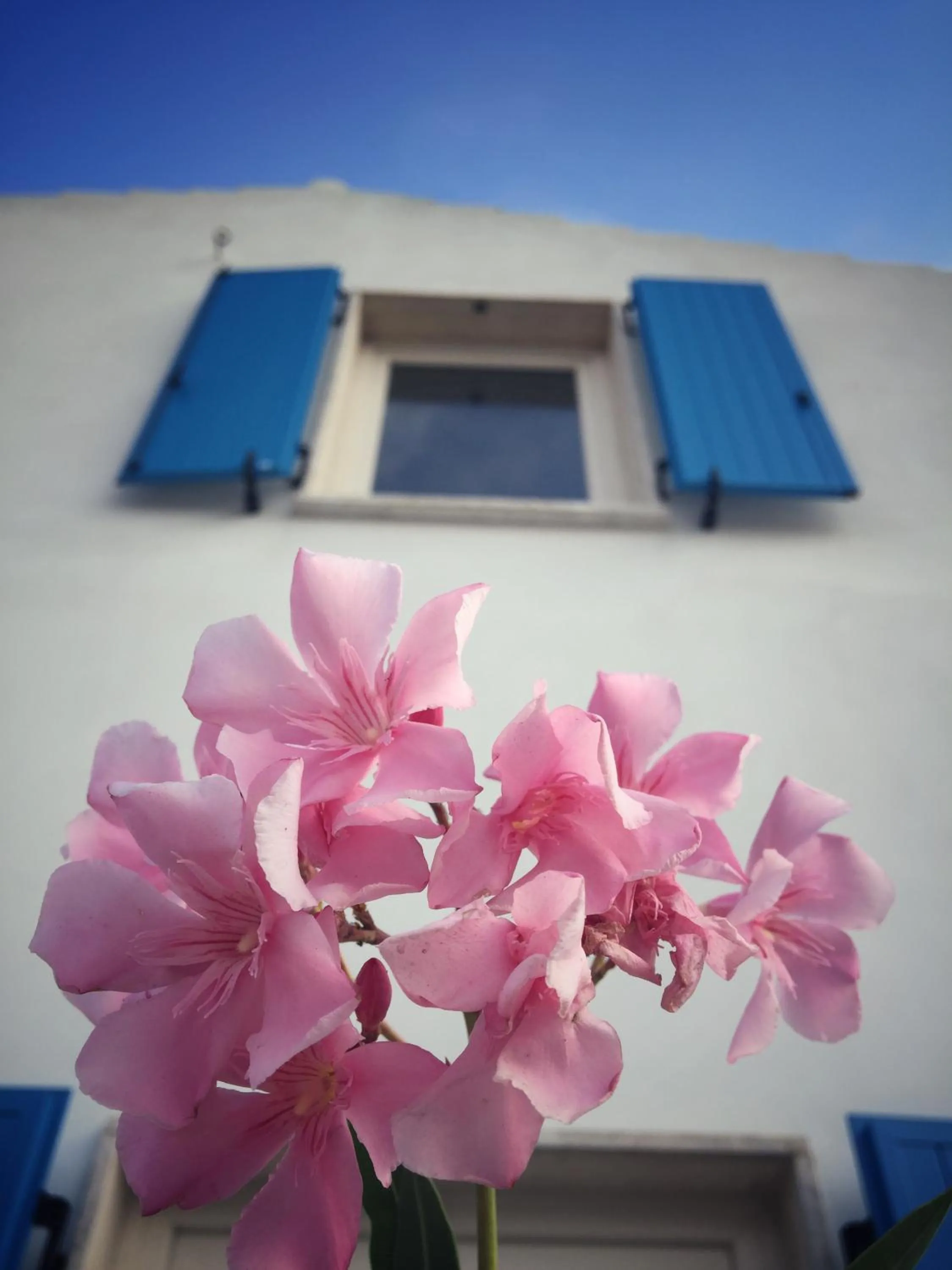 Garden in Villa Brigida