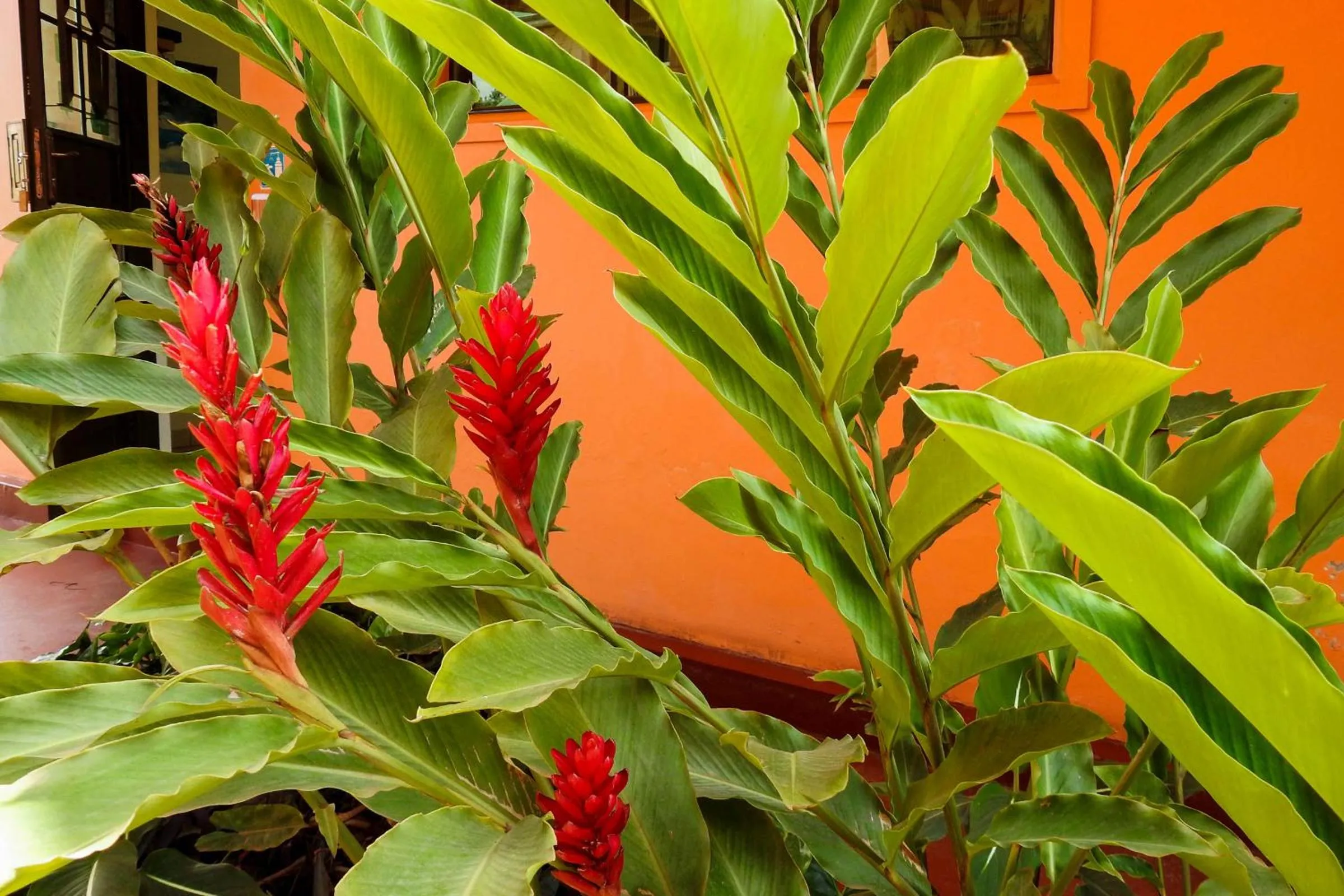 Garden view in Westend Motel