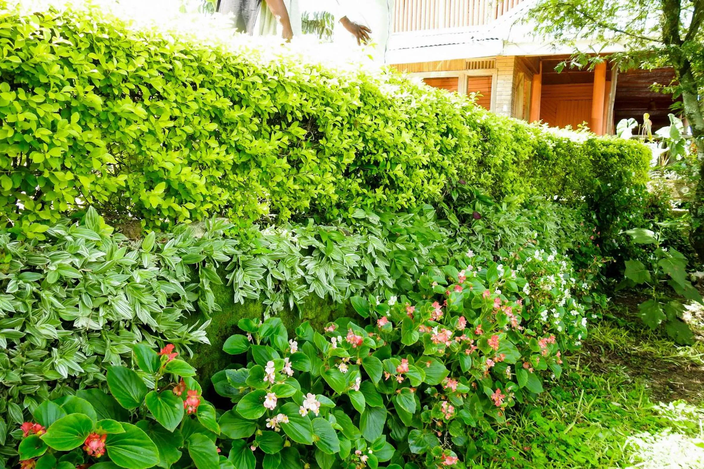 Garden in Westend Motel