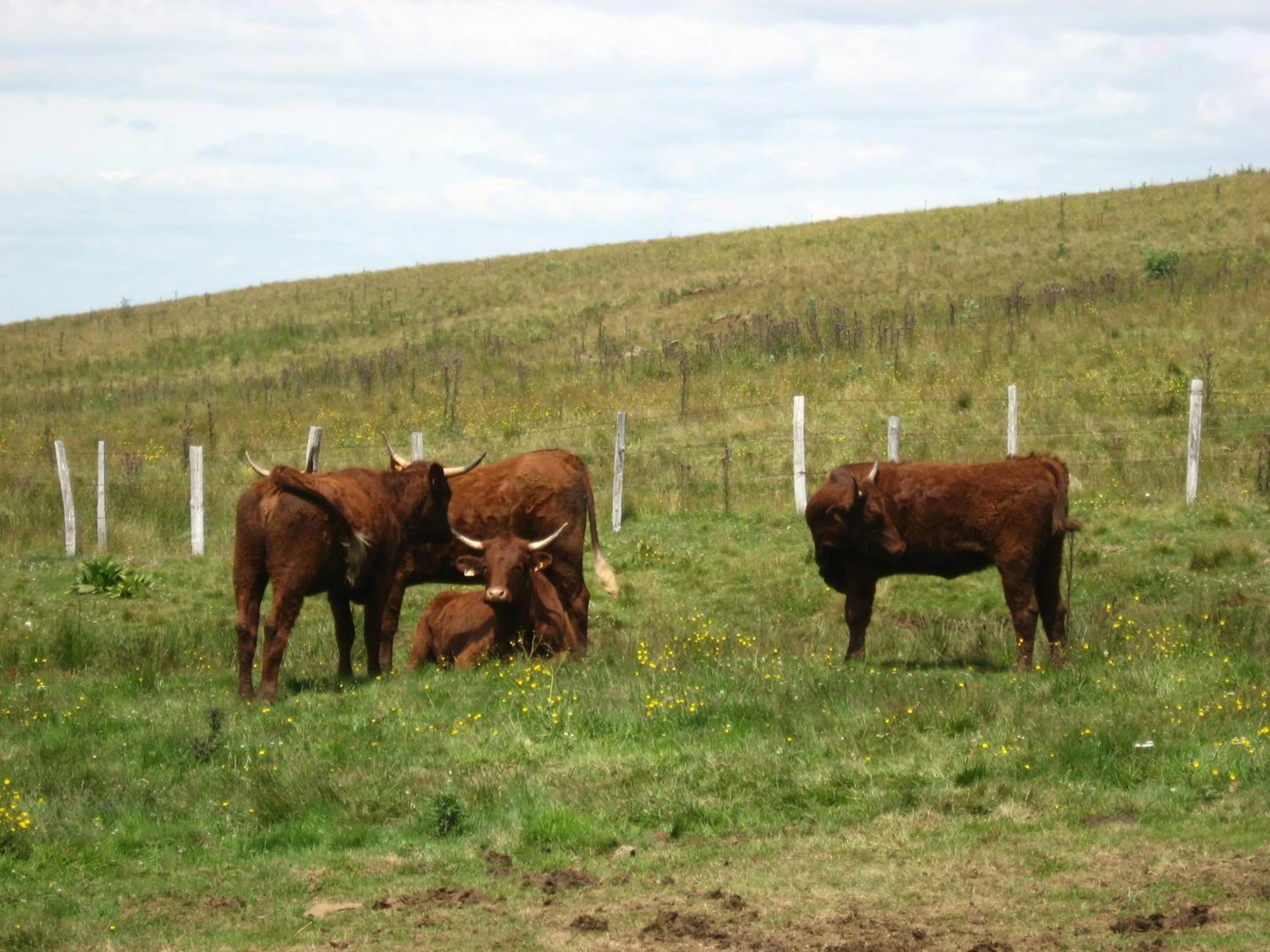 Pets, Other Animals in Auv'hôtel