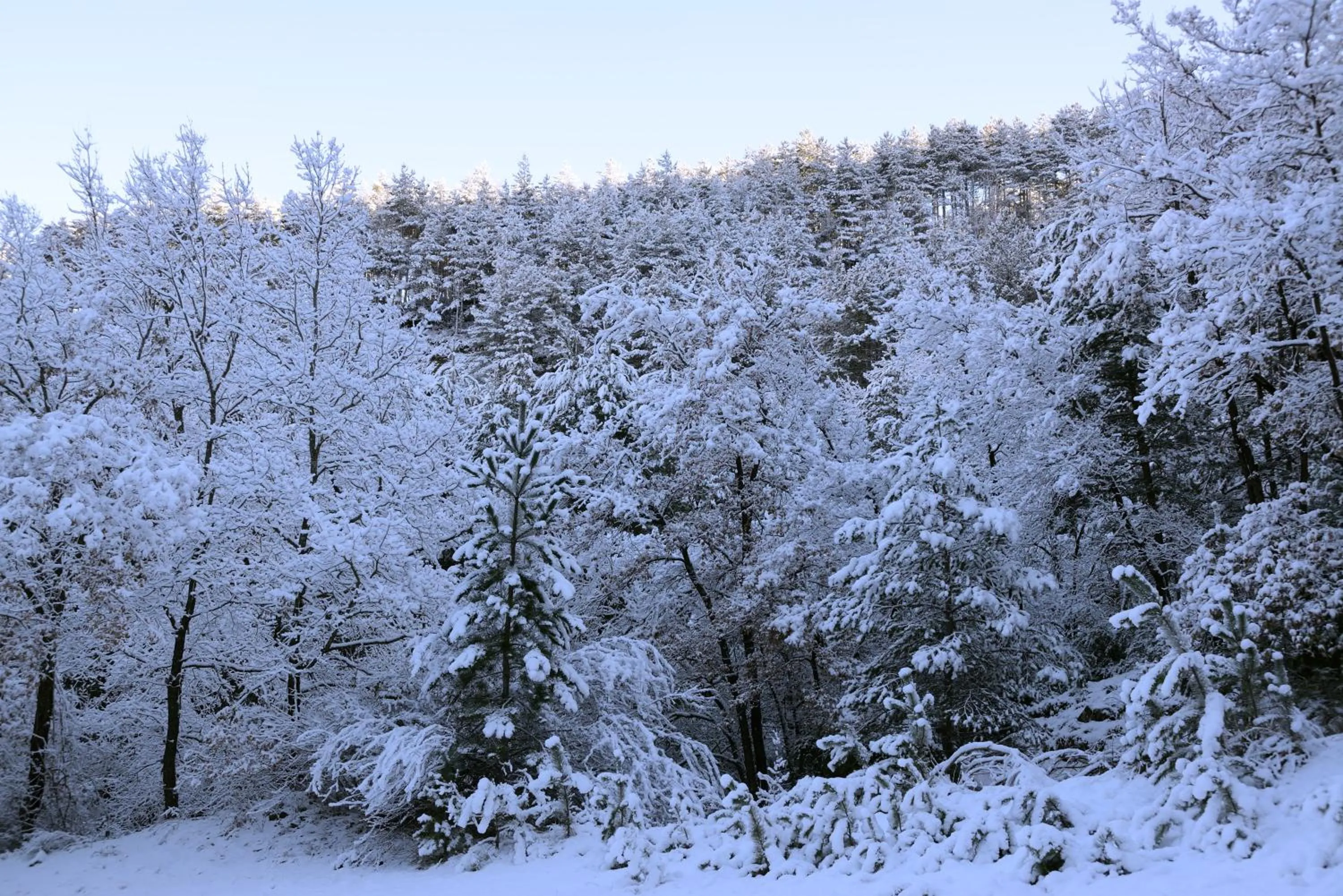 Natural landscape in Hotel Los Nogales