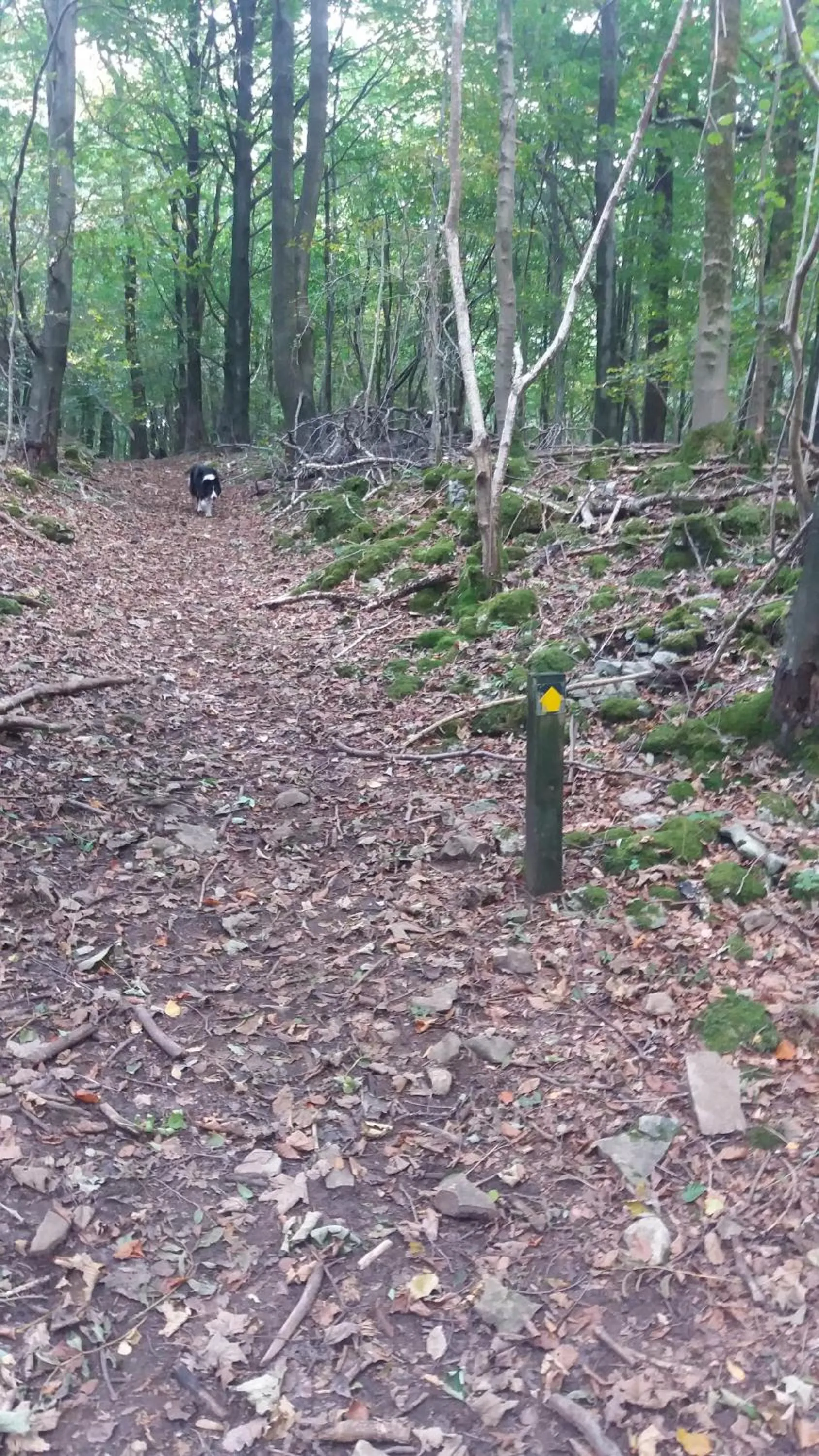 Natural landscape in Plumtree House