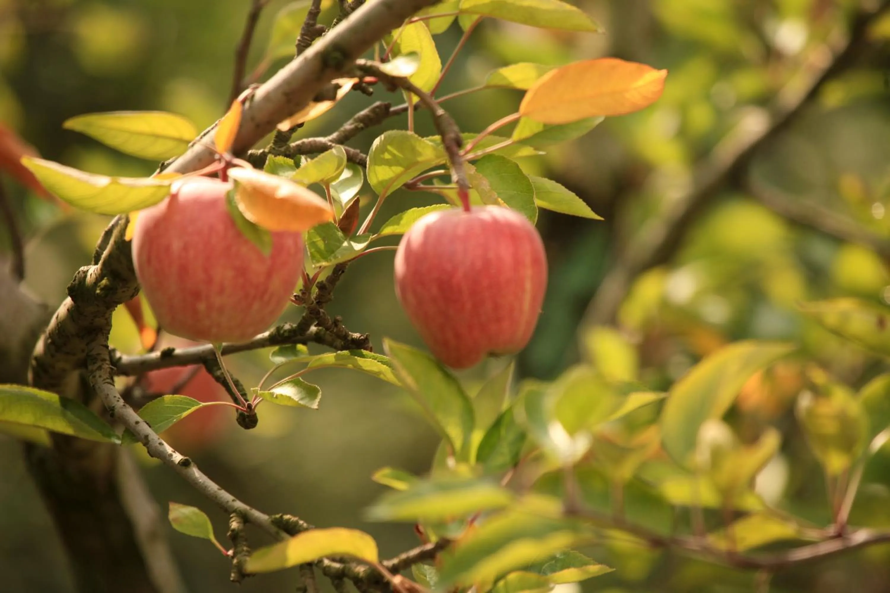 Spring in Shivadya - A Luxury Boutique Experience