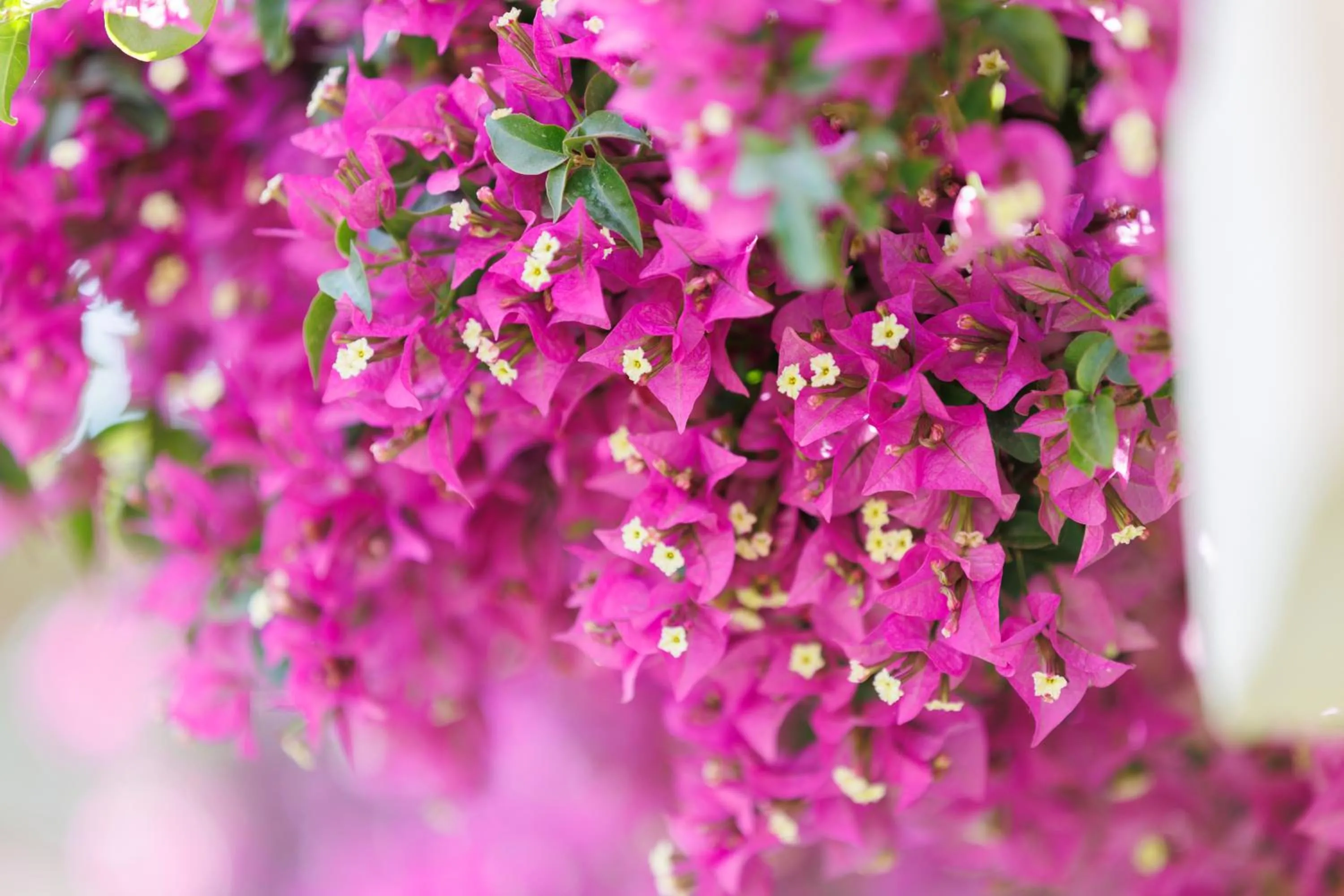 Garden in Satori Boutique Hotel