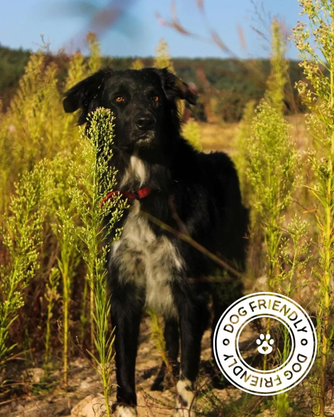 Pets in Cit'hôtel Le Chris'tel hôtel et restaurant