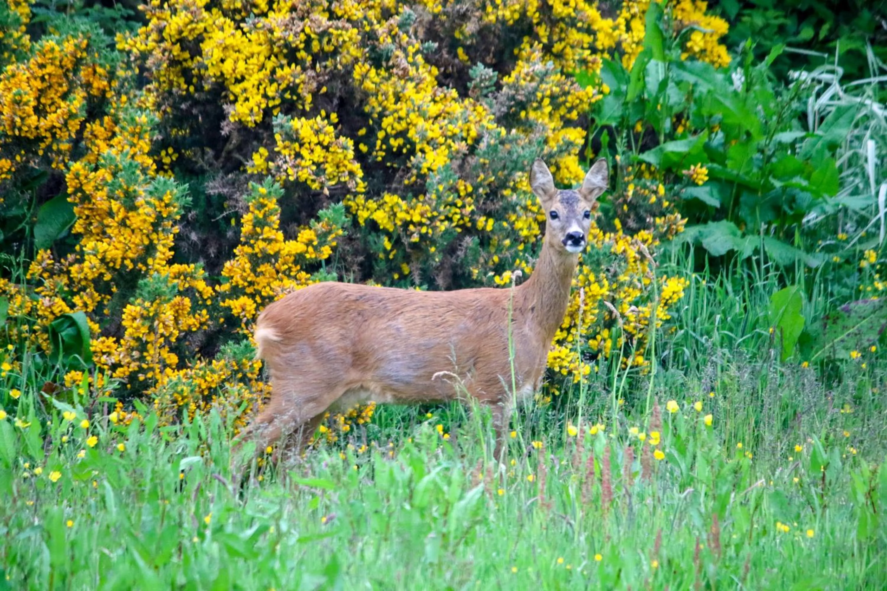 Garden in Acarsaid B&B