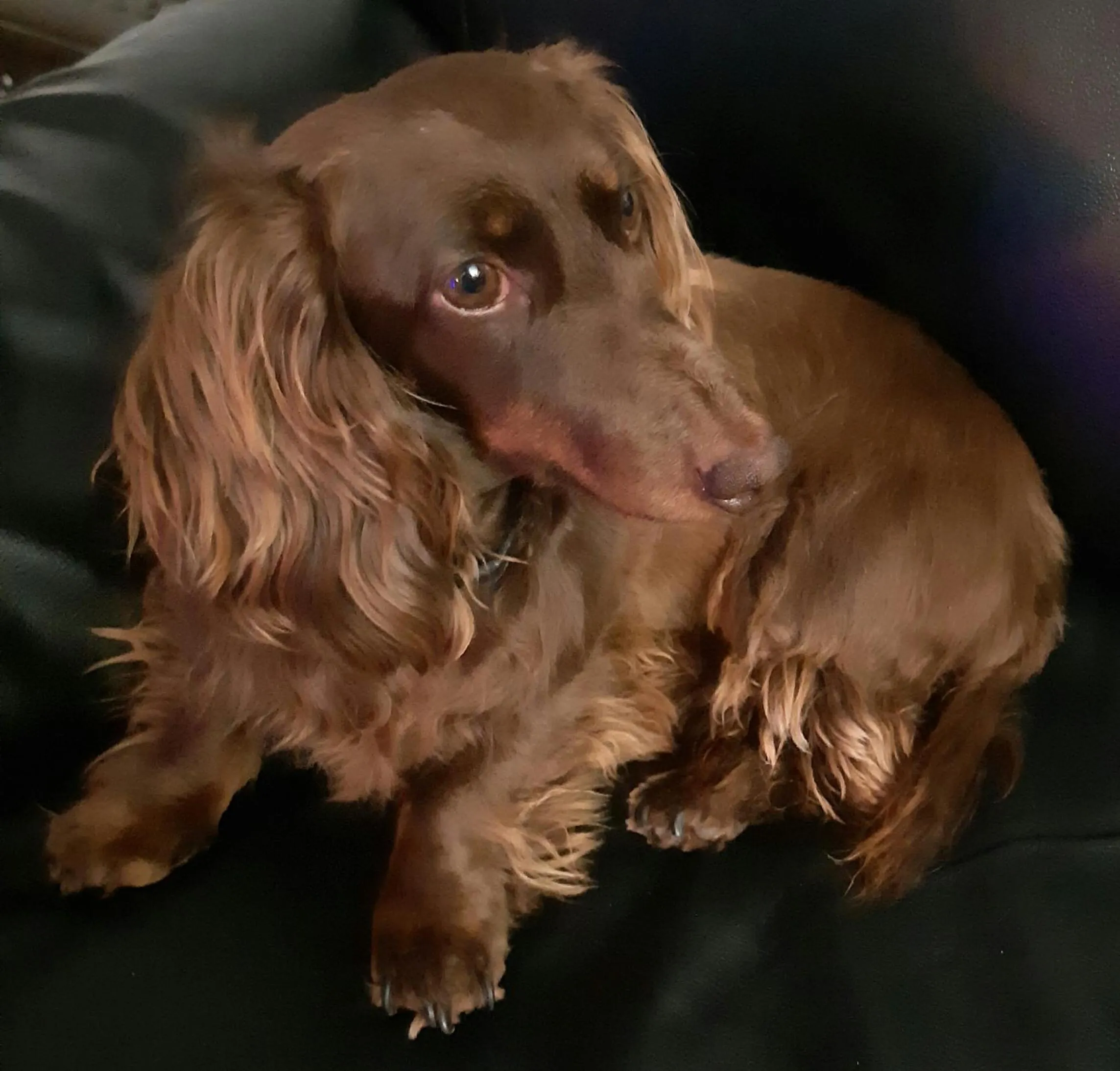 Pets in Il Piccolo B&B