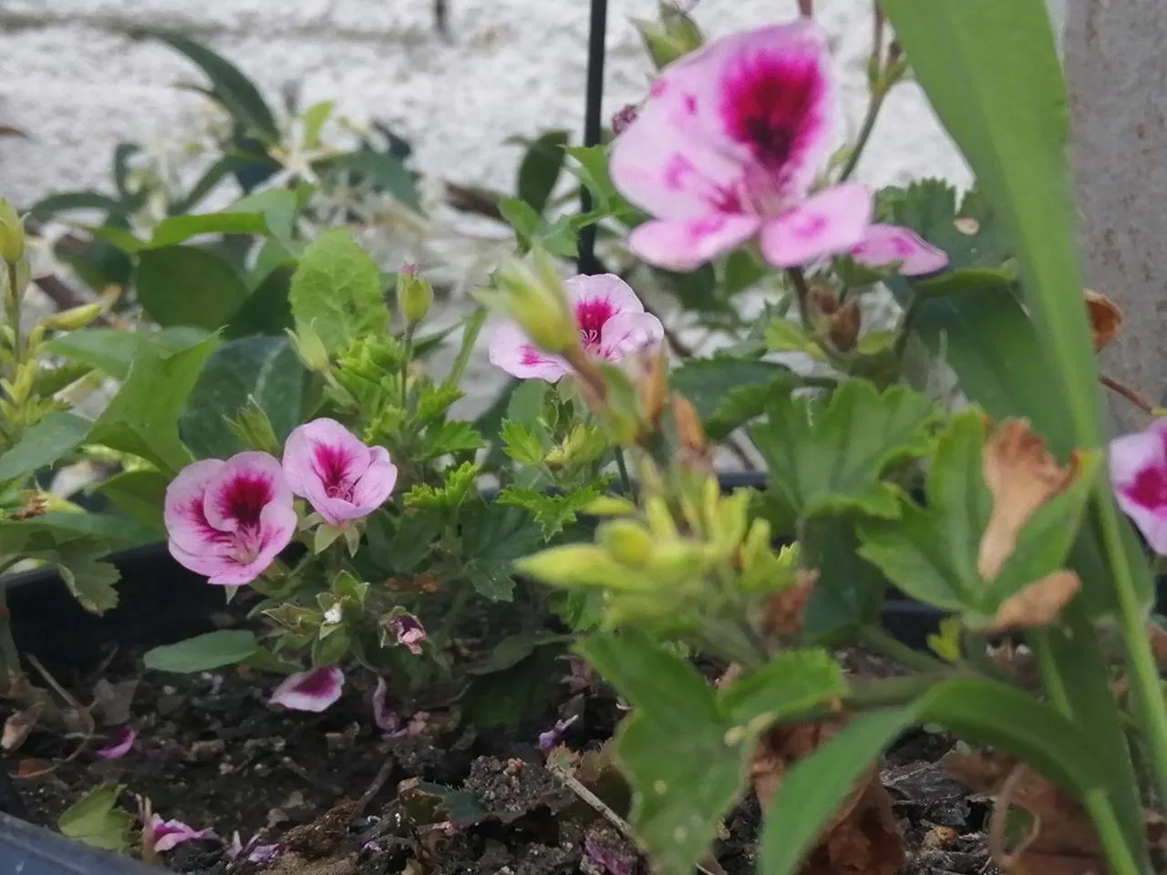 Garden in Il Piccolo B&B