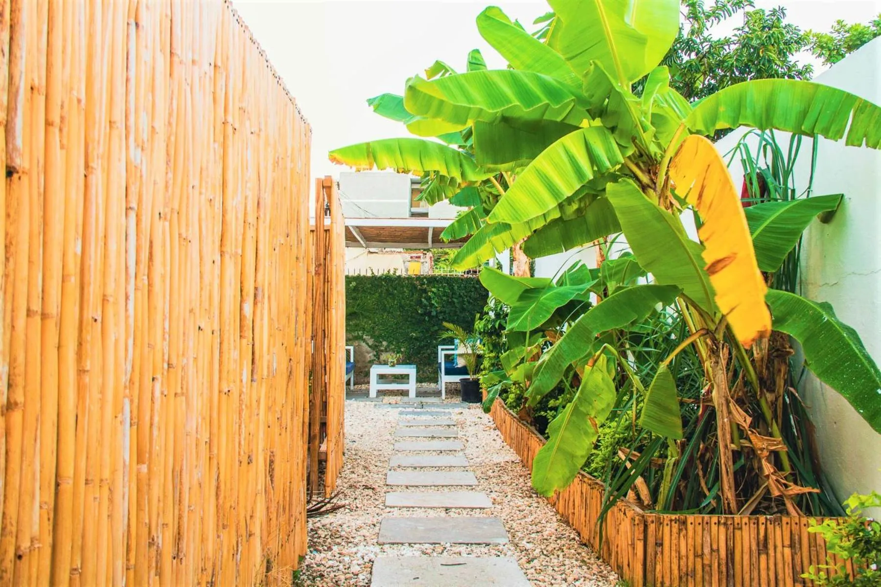 Garden in Eventuality B&B New Kingston